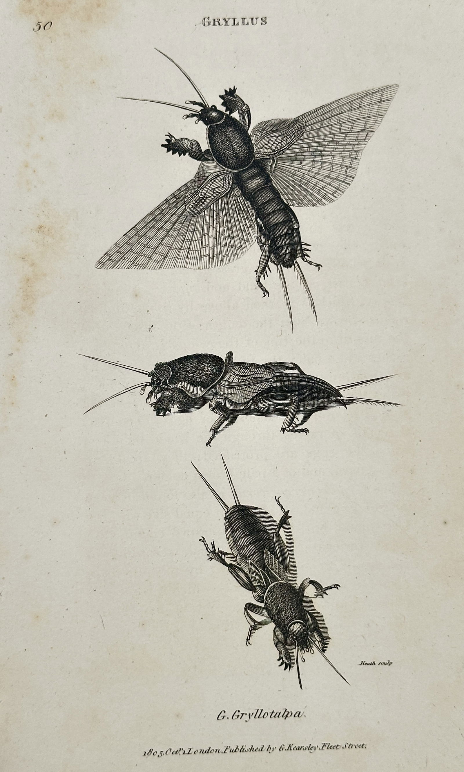 George Shaw – Gryllus Gryllotalpa (Mole Cricket) – Engraving (1806) (1 of 2)