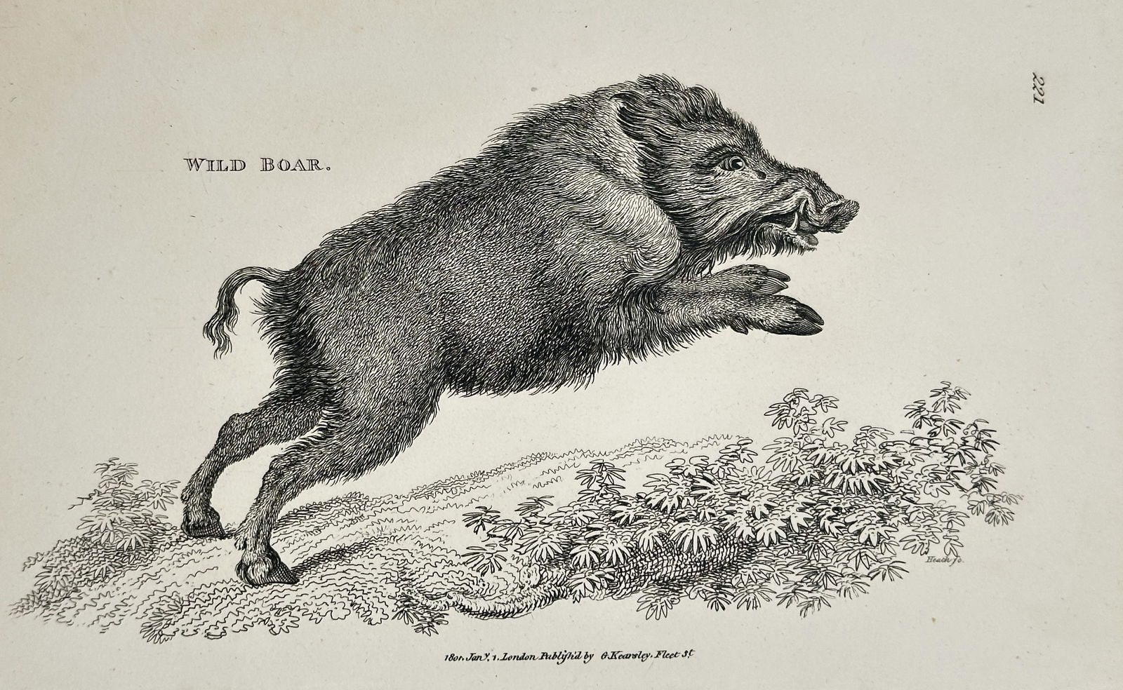 George Shaw – Wild Boar (Sus scrofa) – Engraving (1800): This copperplate engraving illustrates the Wild Boar (Sus scrofa), depicted mid-run over a patch of brush. The print captures the animal’s coarse fur, muscular build, and aggressive stance, emphasiz