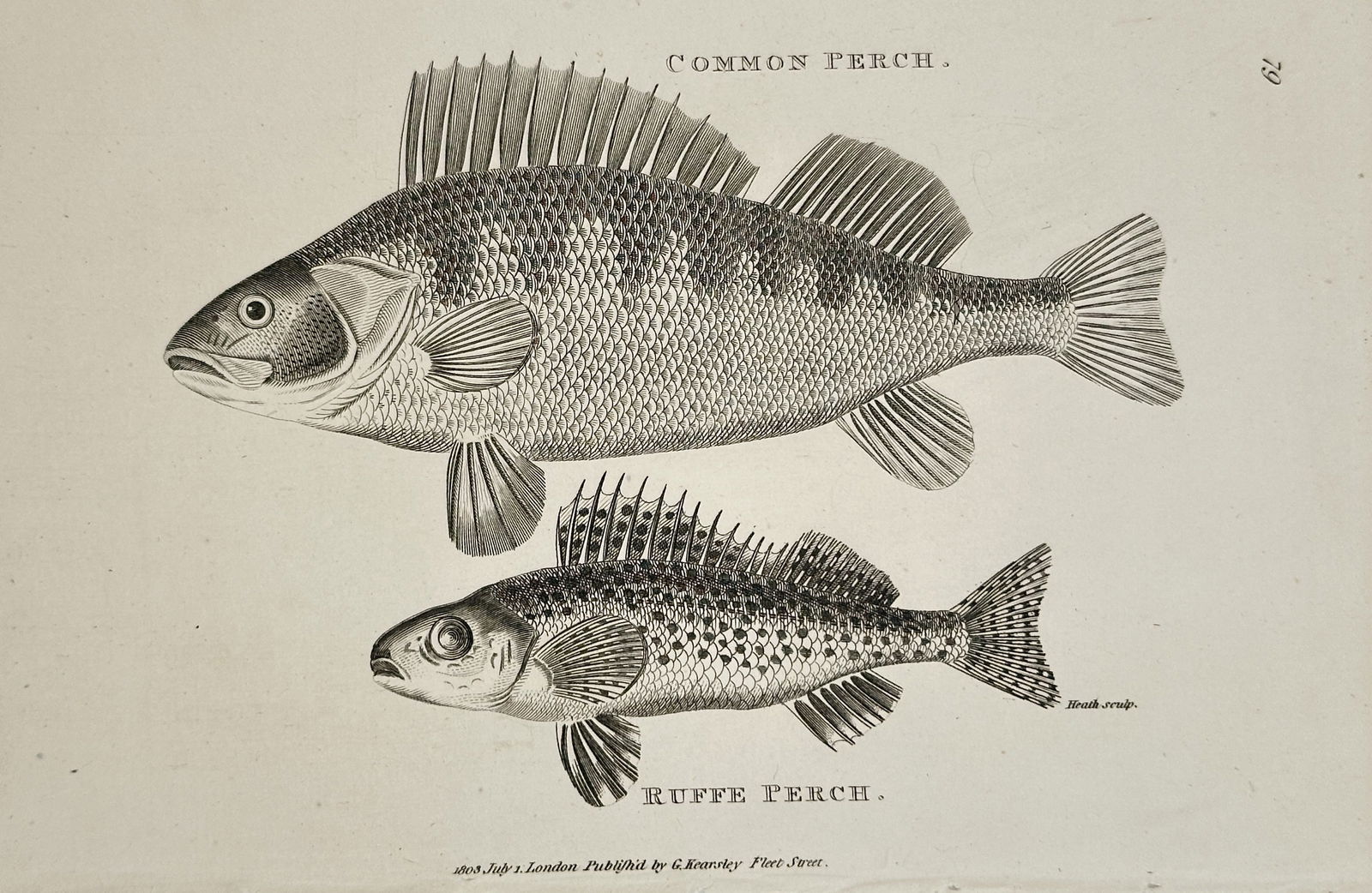George Shaw – Common Perch and Ruffe Perch (Pisces) – Engraving (1803): This copperplate engraving illustrates two spiny-finned fish species, the Common Perch (top) and the Ruffe Perch (bottom), both rendered in profile to showcase their prominent dorsal spines, scales, a
