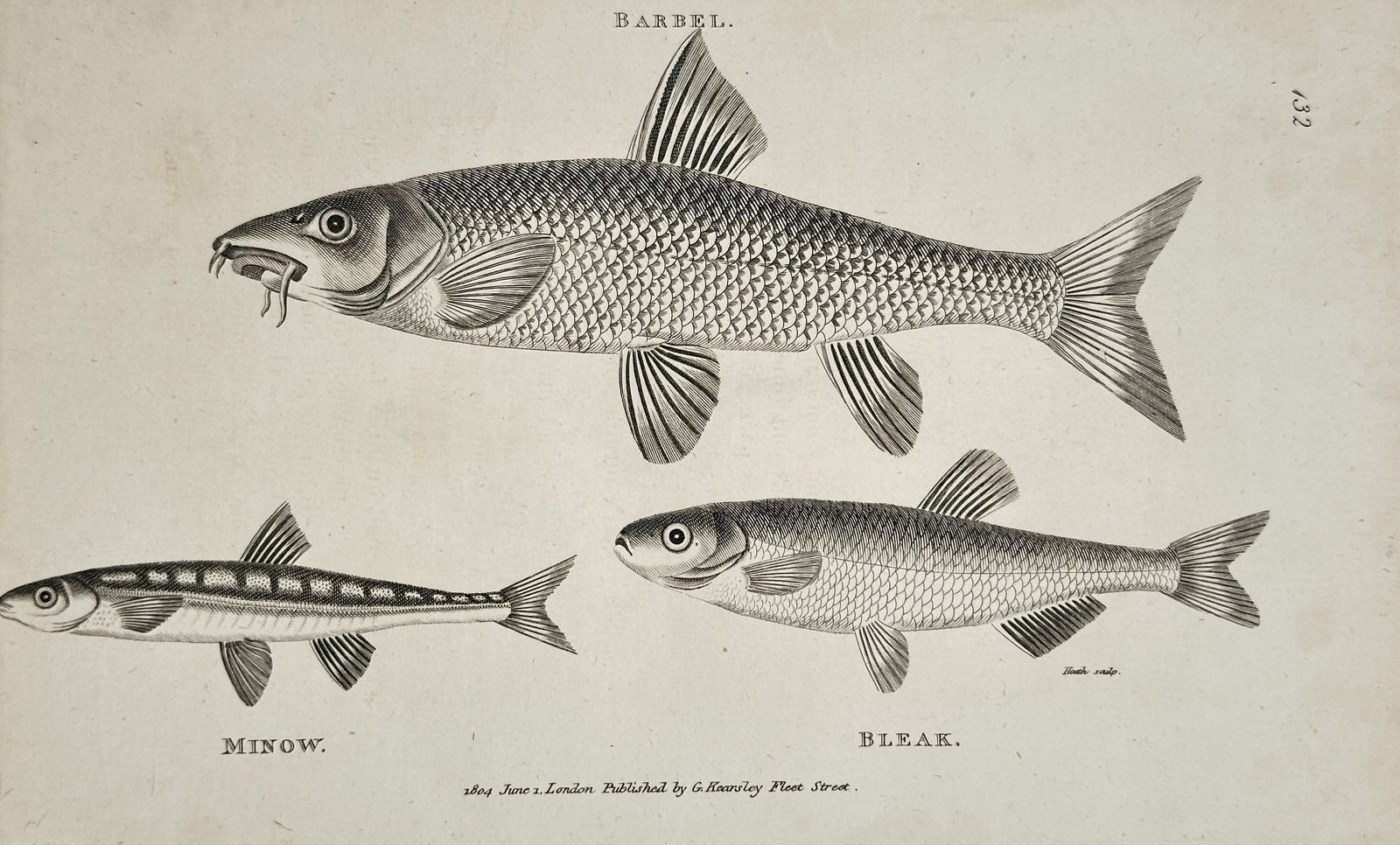 George Shaw – Barbel, Minnow, and Bleak (Pisces) – Engraving (1804) (1 of 2)