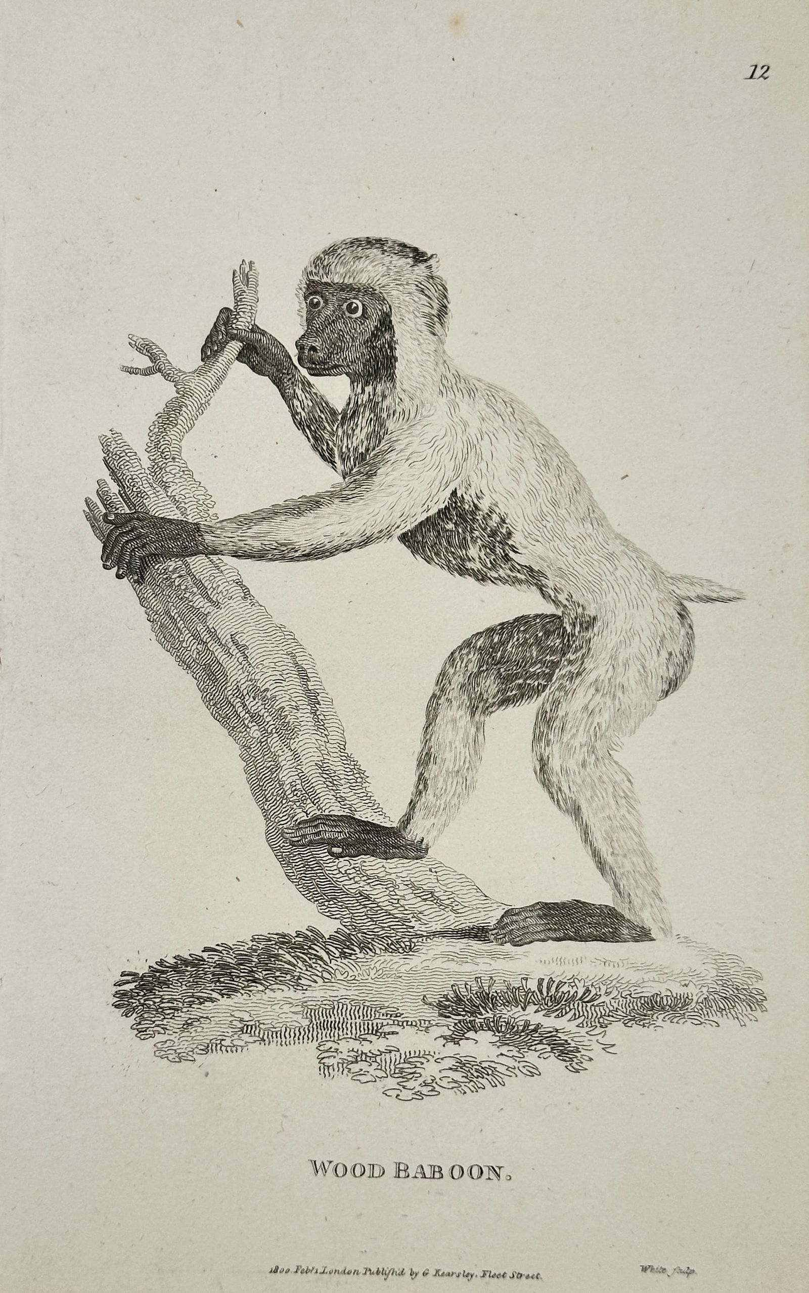 George Shaw – Wood Baboon (Simia sylvestris) – Engraving (1800) (1 of 2)