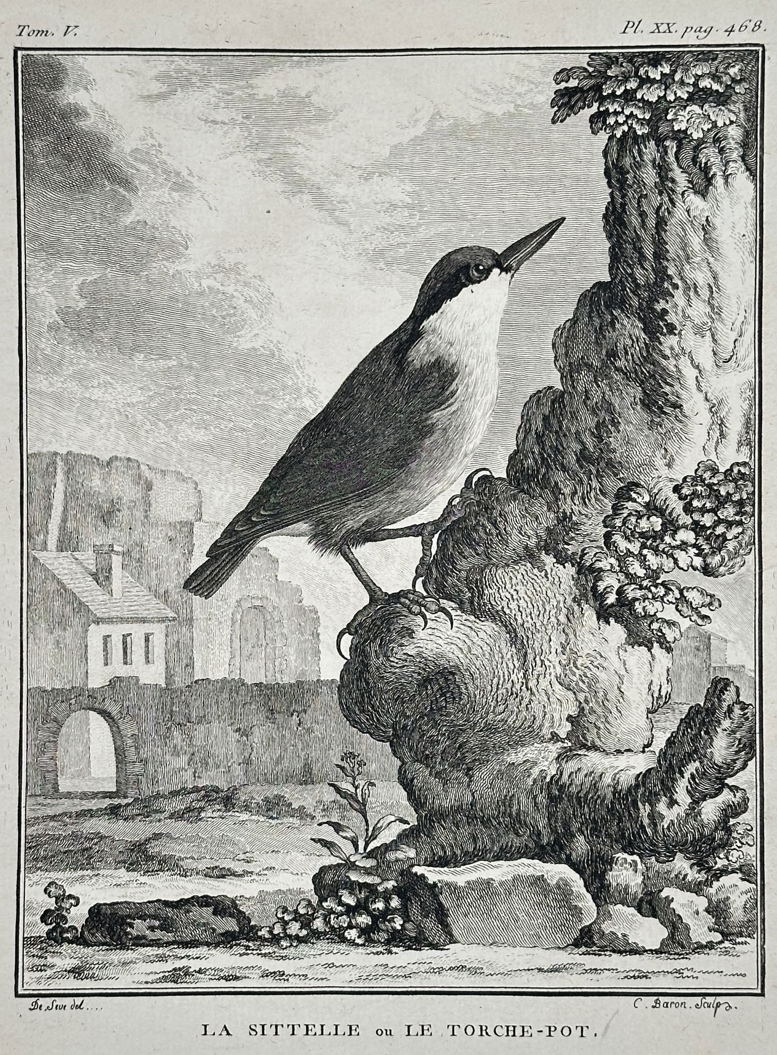 Georges-Louis Le Clerc, Comte de Buffon – The Nuthatch or Torche-pot – Engraving (Circa: This detailed copperplate engraving illustrates the Nuthatch (La Sittelle ou Le Torche-pot in French), shown perched on a rocky outcrop. The bird is depicted in profile against a background that inclu