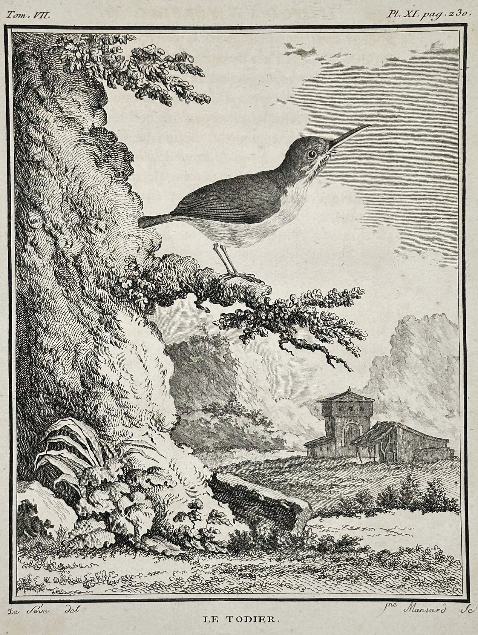Georges-Louis Le Clerc, Comte de Buffon – The Tody – Engraving (Circa 1770–1783) (1 of 2)
