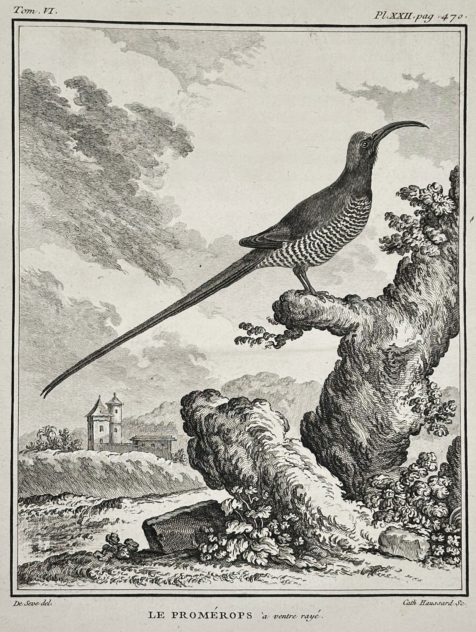 Georges-Louis Le Clerc, Comte de Buffon – The Sickle-billed Promerops – Engraving: This detailed copperplate engraving illustrates the bird known in French as "Le Promerops à ventre rayé" (The Promerops with striped belly, a species of hoopoe or starling known for a long, curved b