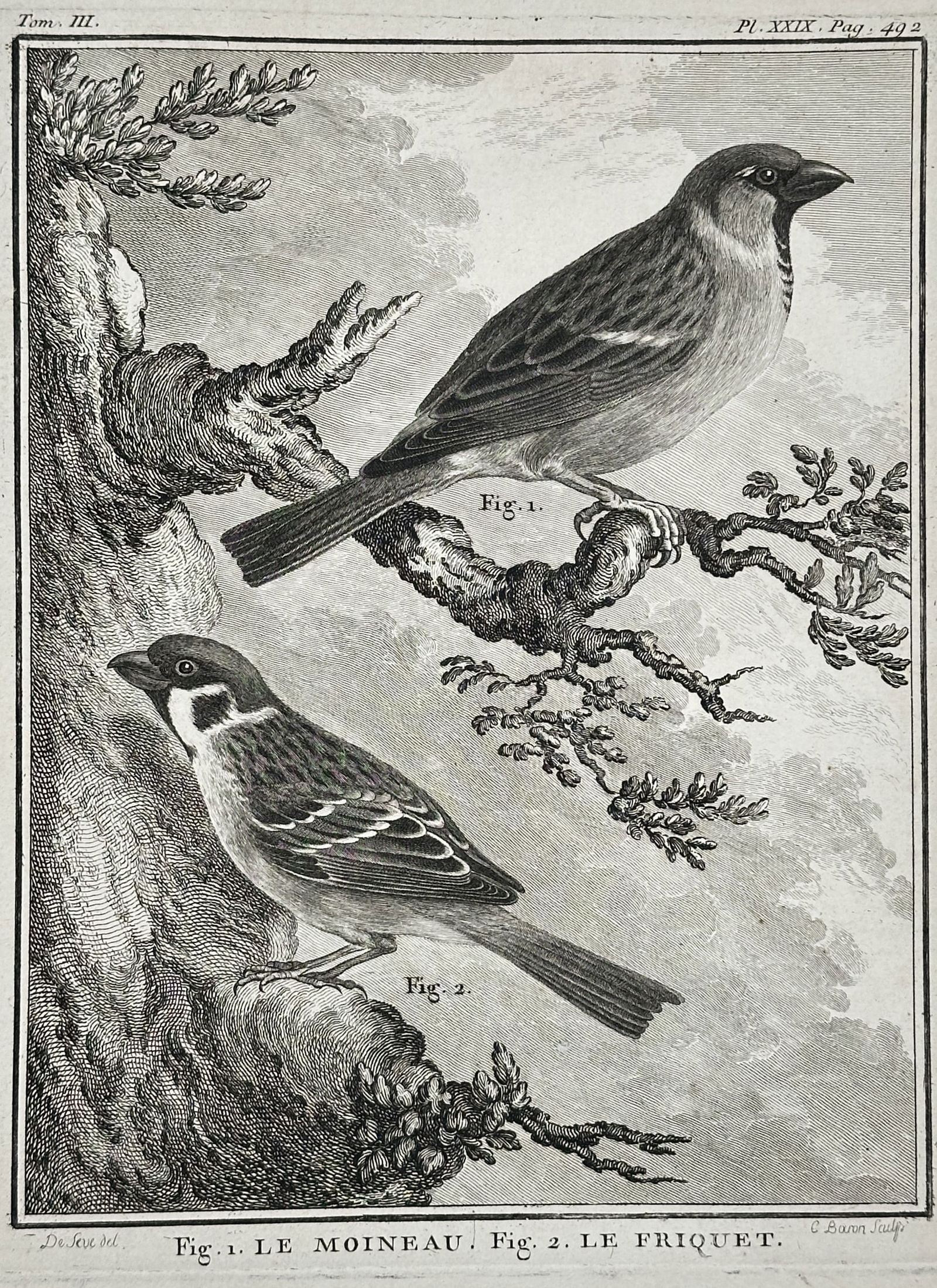Georges-Louis Le Clerc, Comte de Buffon – The Sparrow and The Tree Sparrow – Engraving (1 of 2)