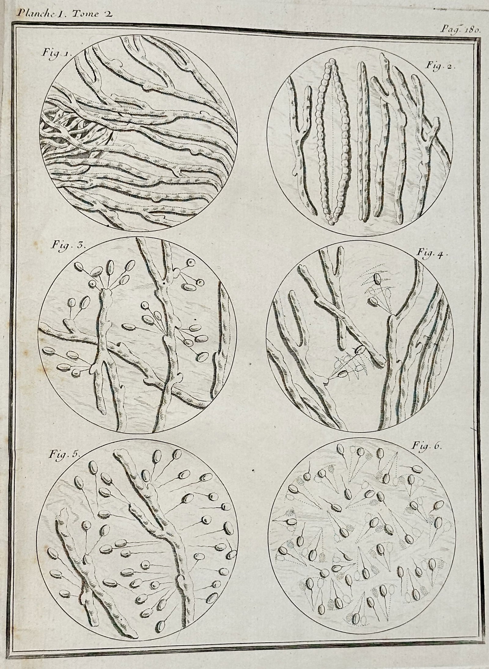 Georges-Louis Le Clerc, Comte de Buffon – Comparative Anatomy: Magnified Microscopic Structures II (1 of 2)