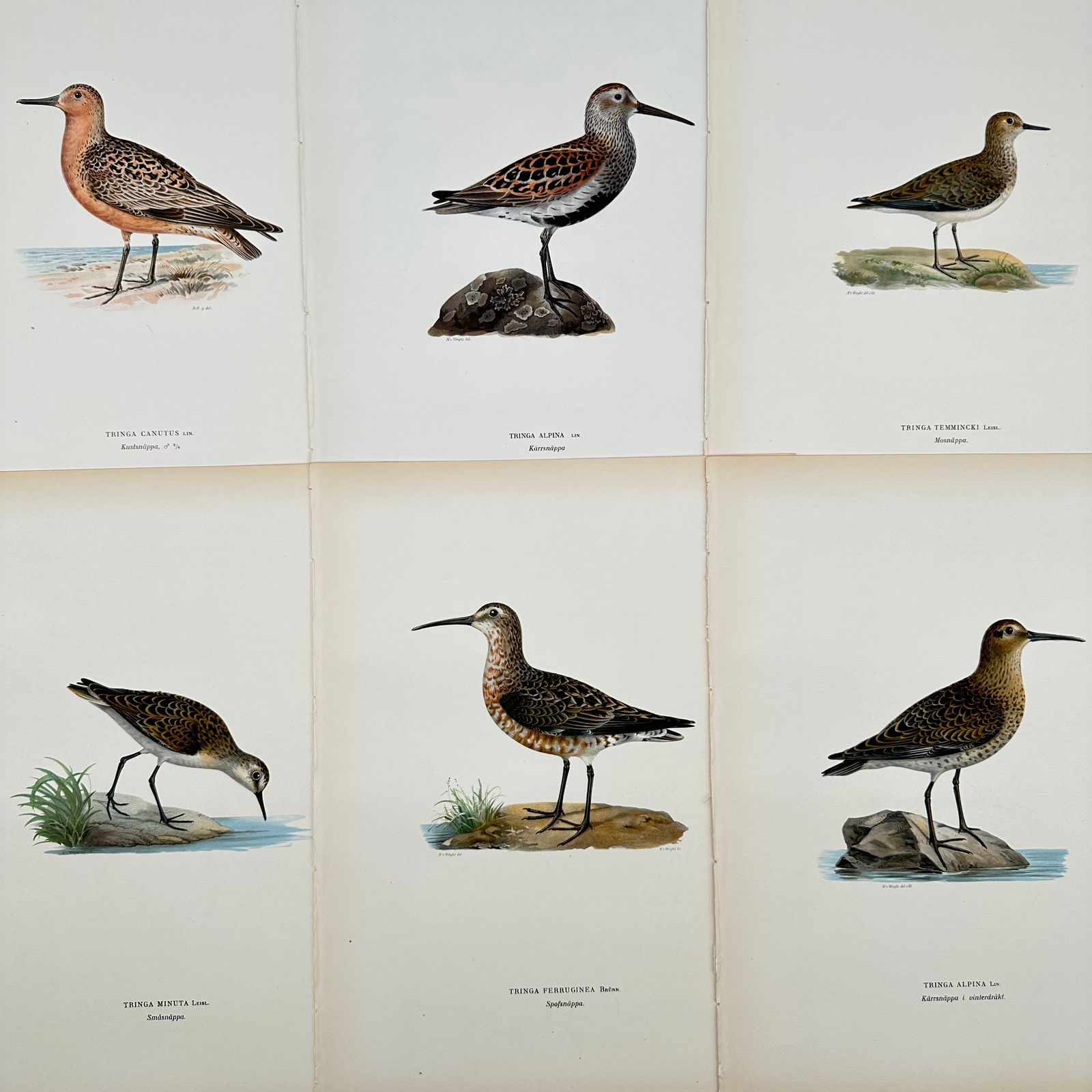 Magnus von Wright – Set of 8: Ornithological Illustrations of Shorebirds including the Knot and (1 of 2)