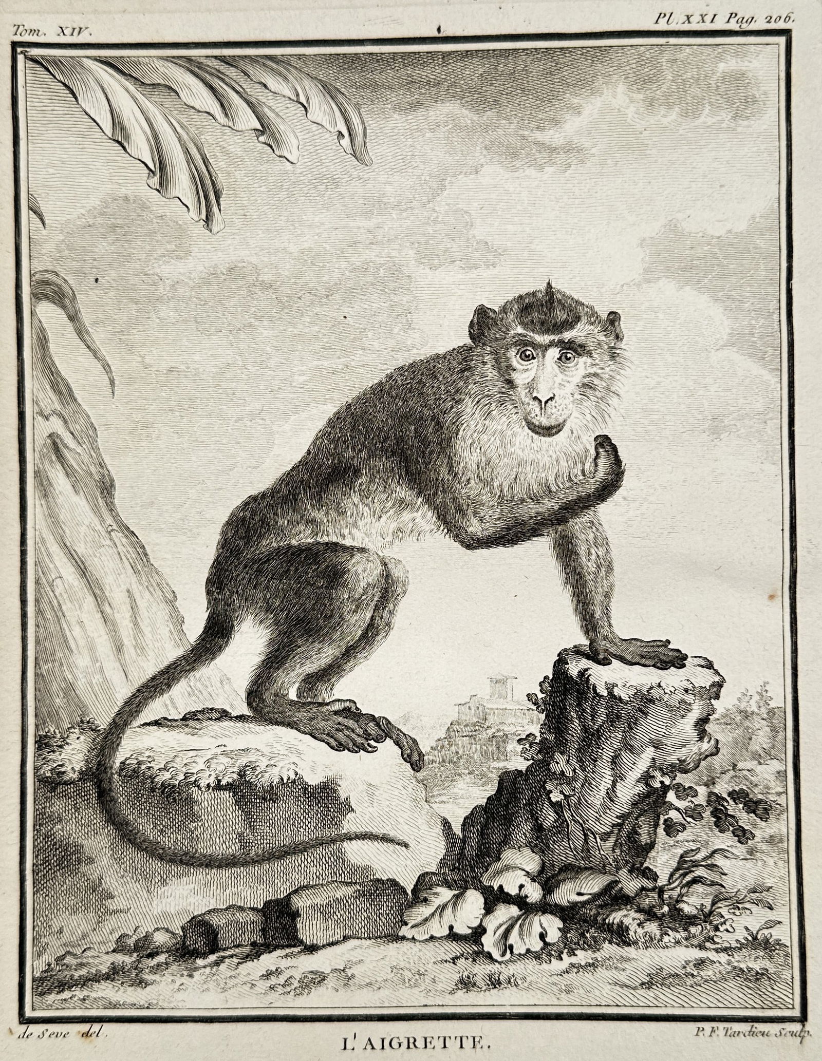 Georges-Louis Leclerc, Comte de Buffon – The Mona Monkey – Engraving (Circa 1770) (1 of 2)