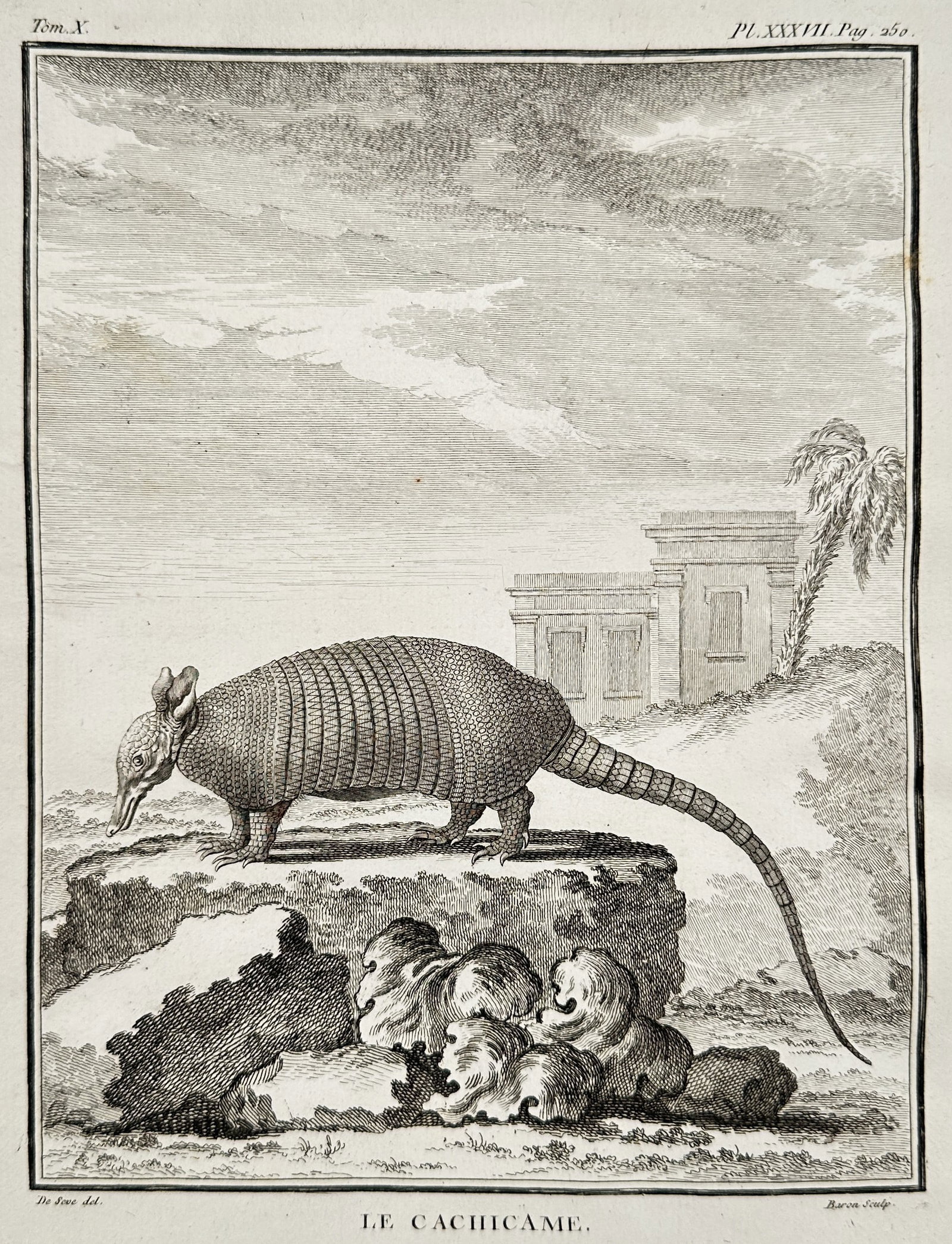 Georges-Louis Leclerc, Comte de Buffon – The Cachicame Armadillo – Engraving (Circa 1761): This antique copperplate engraving depicts the Cachicame Armadillo (Dasypus novemcinctus), identified by its naturalistic armored plates and long tail. The animal is shown traversing a rocky foregroun