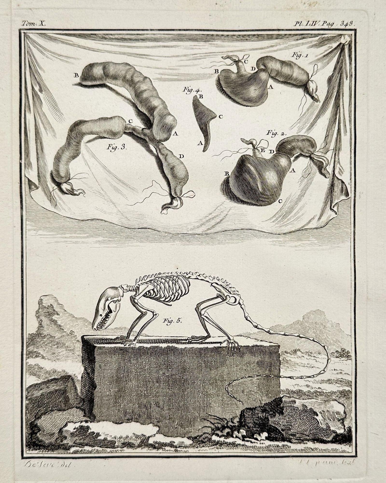 Georges-Louis Leclerc, Comte de Buffon – Comparative Anatomy: Skeleton and Internal Organs of a: This detailed copperplate engraving presents a composite anatomical study of a rodent, likely a type of rat or mouse.This print is an original illustration from Histoire Naturelle, générale et parti