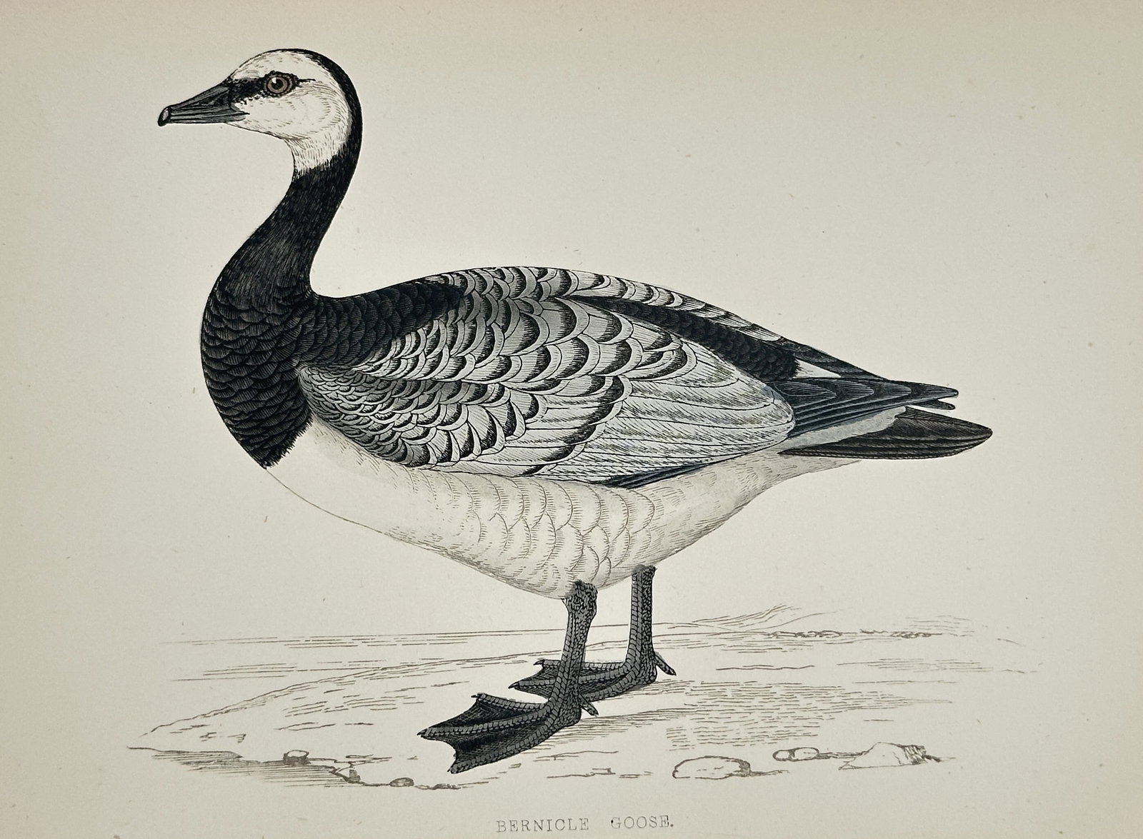 Francis Orpen Morris – The Bernicle Goose (Barnacle Goose) – Wood Engraving (Circa 1855): This antique illustration depicts the Bernicle Goose (Barnacle Goose, Branta leucopsis), shown in profile with distinct black and white plumage patterns, standing on a lightly etched foreground. The p