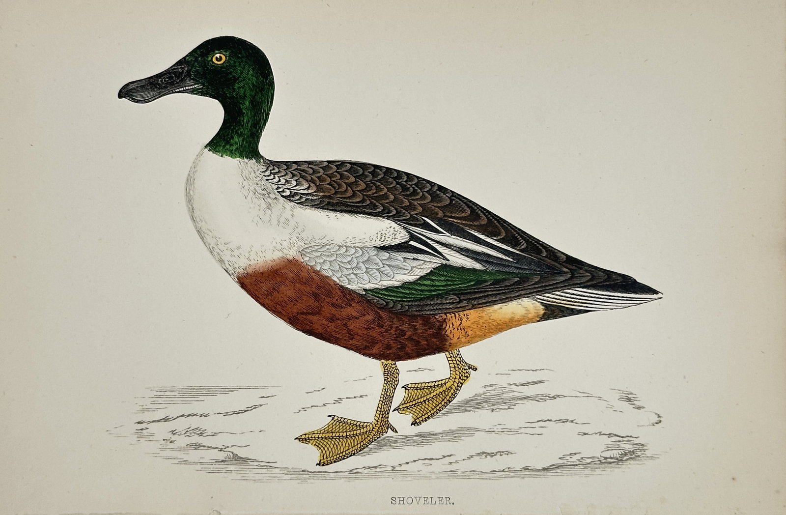 Francis Orpen Morris – The Shoveler – Hand-coloured Wood Engraving (Circa 1855): This antique illustration depicts the Shoveler duck (Spatula clypeata) in profile, recognizable by its distinctively large, spatulate bill and the bright green, white, and ruddy-brown plumage of the m