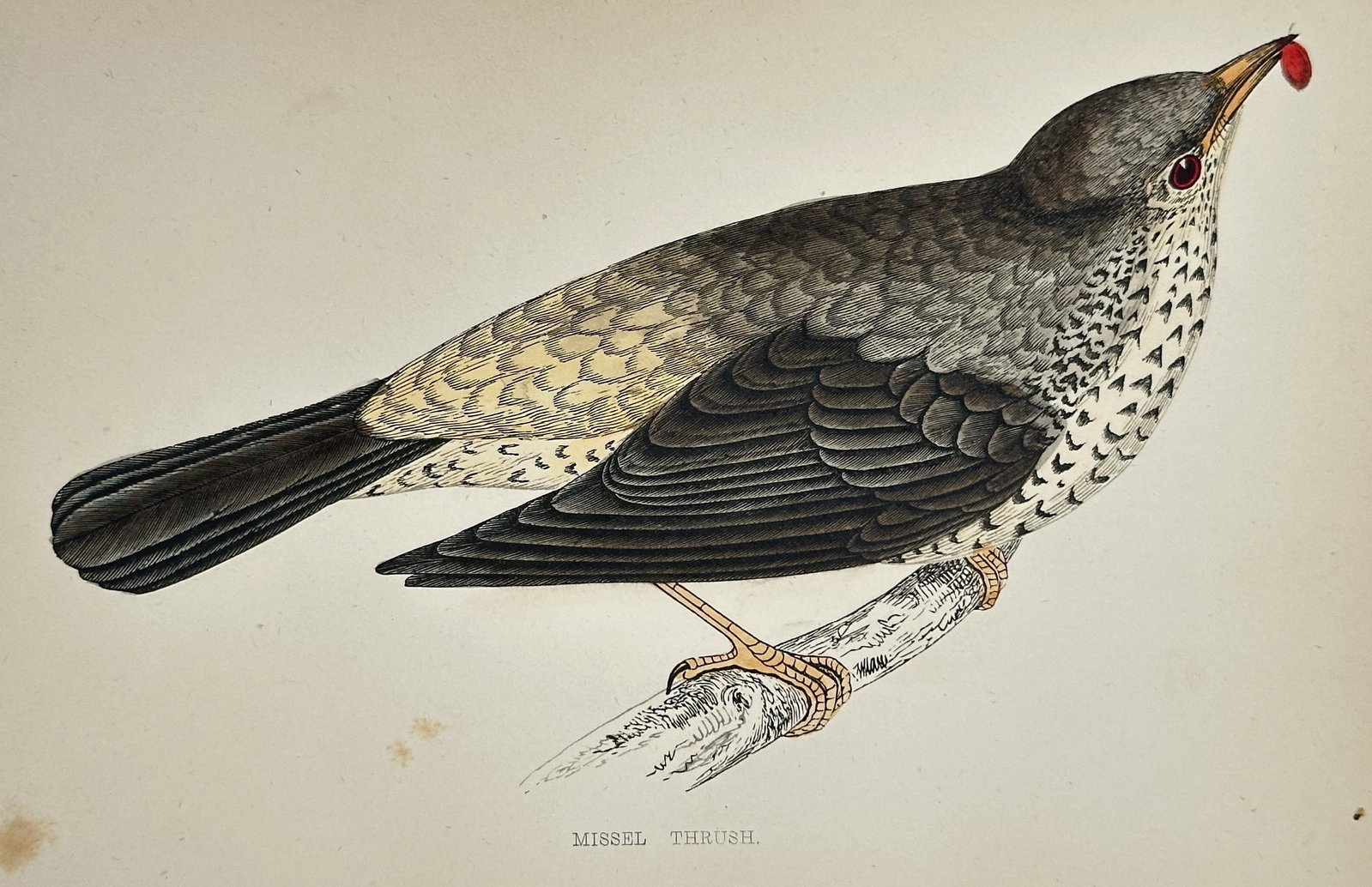 Francis Orpen Morris – The Missel Thrush (Mistle Thrush) – Hand-coloured Wood Engraving (Circa: This antique illustration depicts the Missel Thrush (Turdus viscivorus), standing in profile on a branch with a bright red berry held in its beak, illustrating its distinctive speckled breast and slig