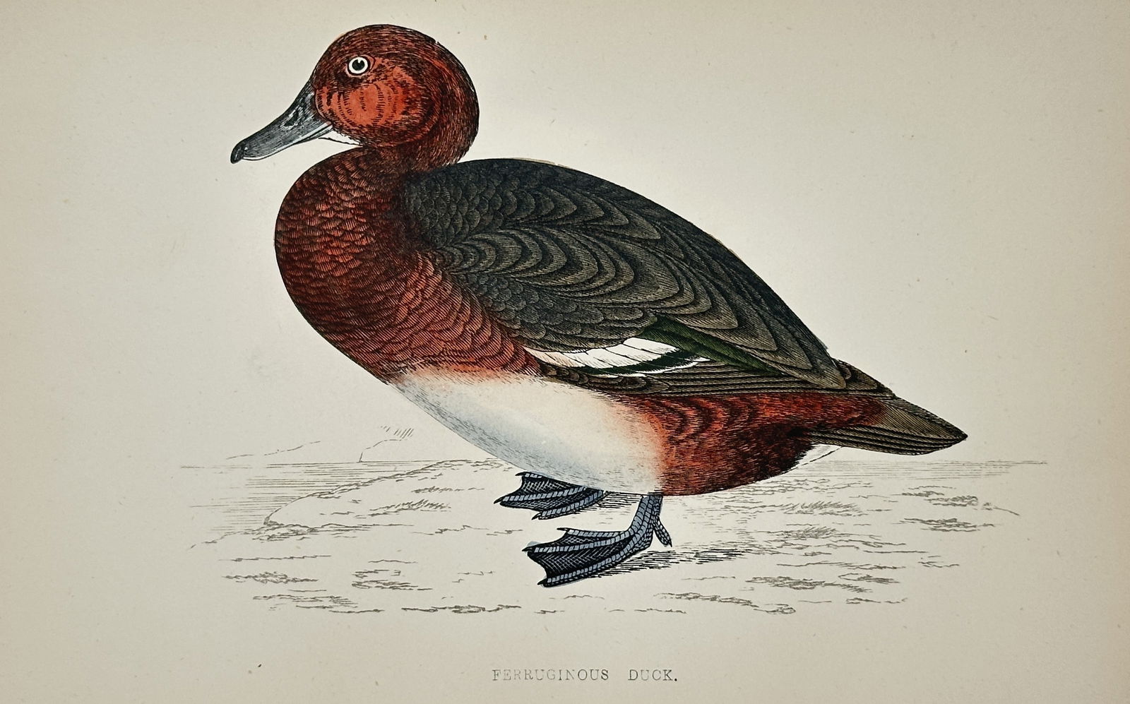 Francis Orpen Morris – The Ferruginous Duck (Ferruginous Pochard) – Hand-coloured Wood Engraving: This antique illustration depicts the Ferruginous Duck (Aythya nyroca), also known as the Ferruginous Pochard, standing in profile. The male is characterized by its rich, rusty-red head and neck and a