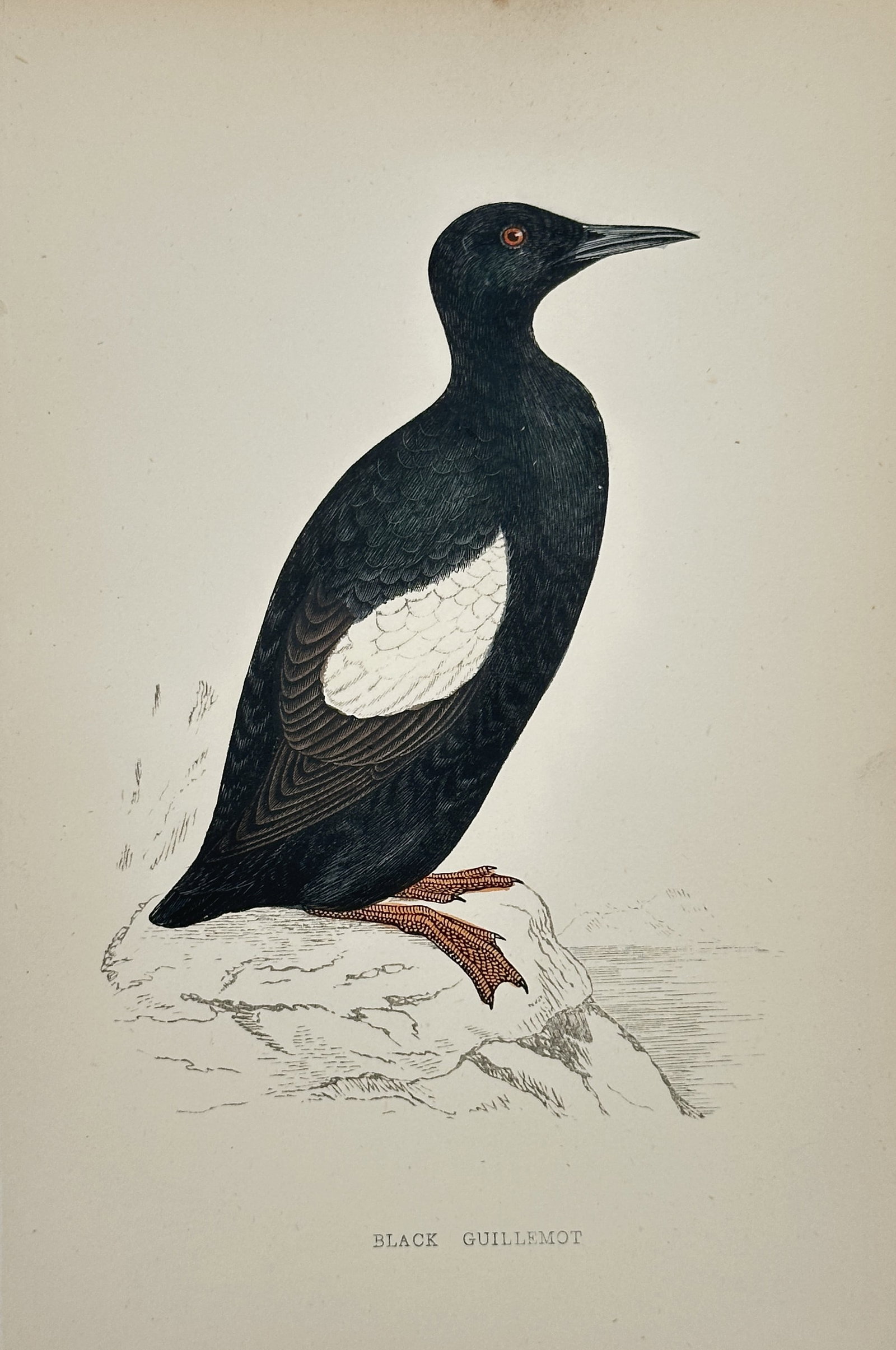 Francis Orpen Morris – The Black Guillemot – Hand-coloured Wood Engraving (Circa 1855): This antique illustration depicts the Black Guillemot (Cepphus grylle), a striking seabird shown in its breeding plumage—entirely black with a distinct white patch on the wing—standing on a rocky 