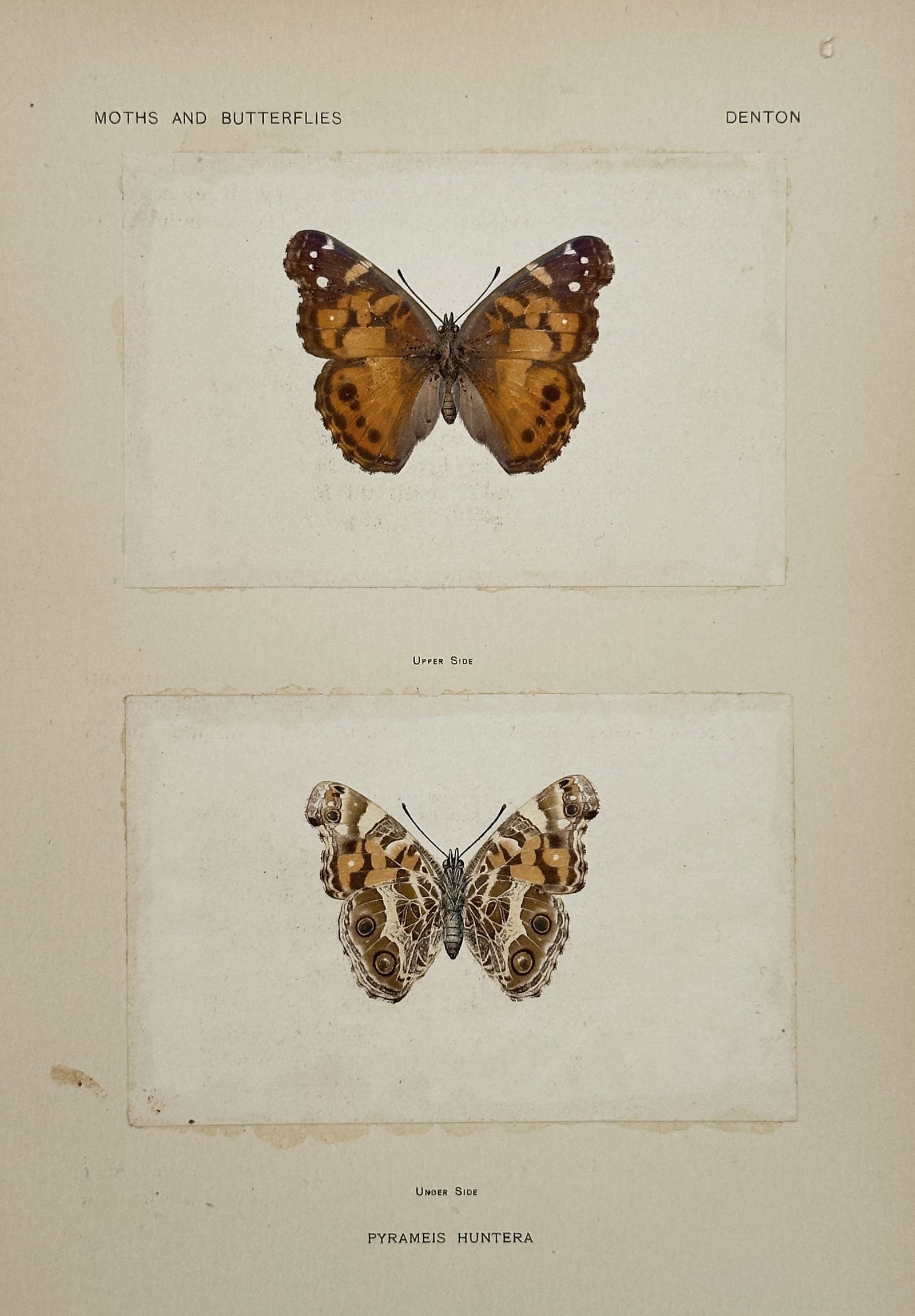 Sherman F. Denton – Pyramis Huntera (American Painted Lady) – Nature Print (1900) (1 of 2)