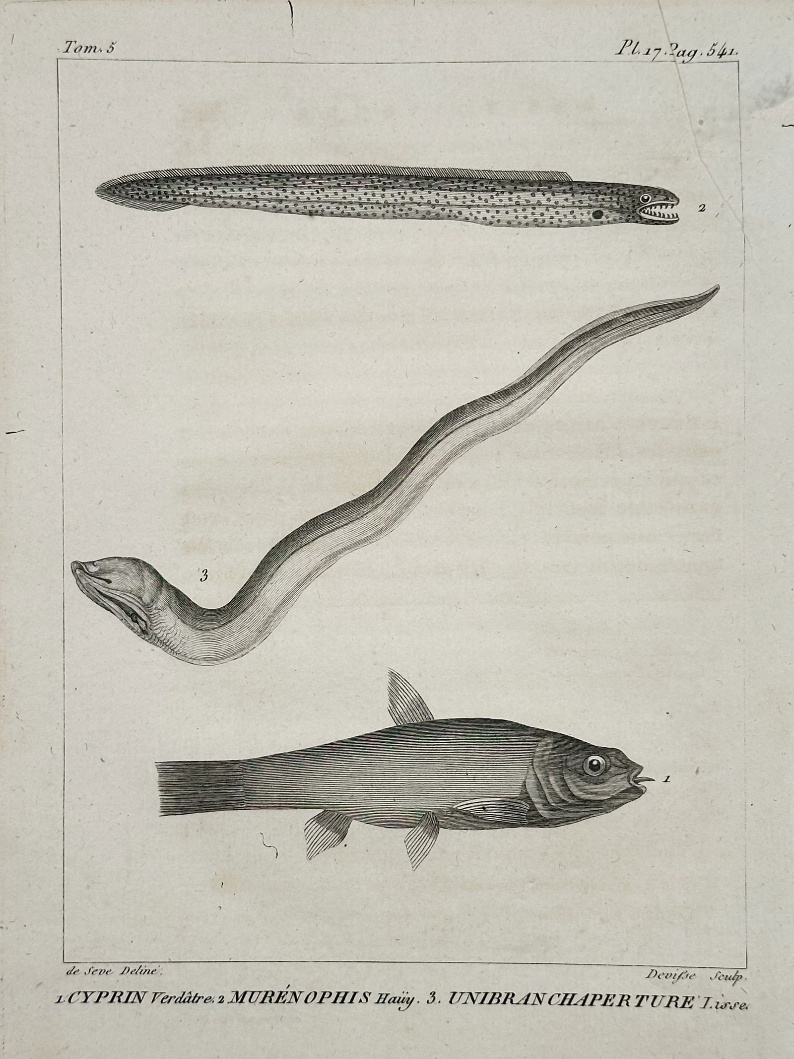 Georges-Louis Leclerc, Comte de Buffon – Fish and Eel Species (Cyprin, Murénophis, (1 of 2)