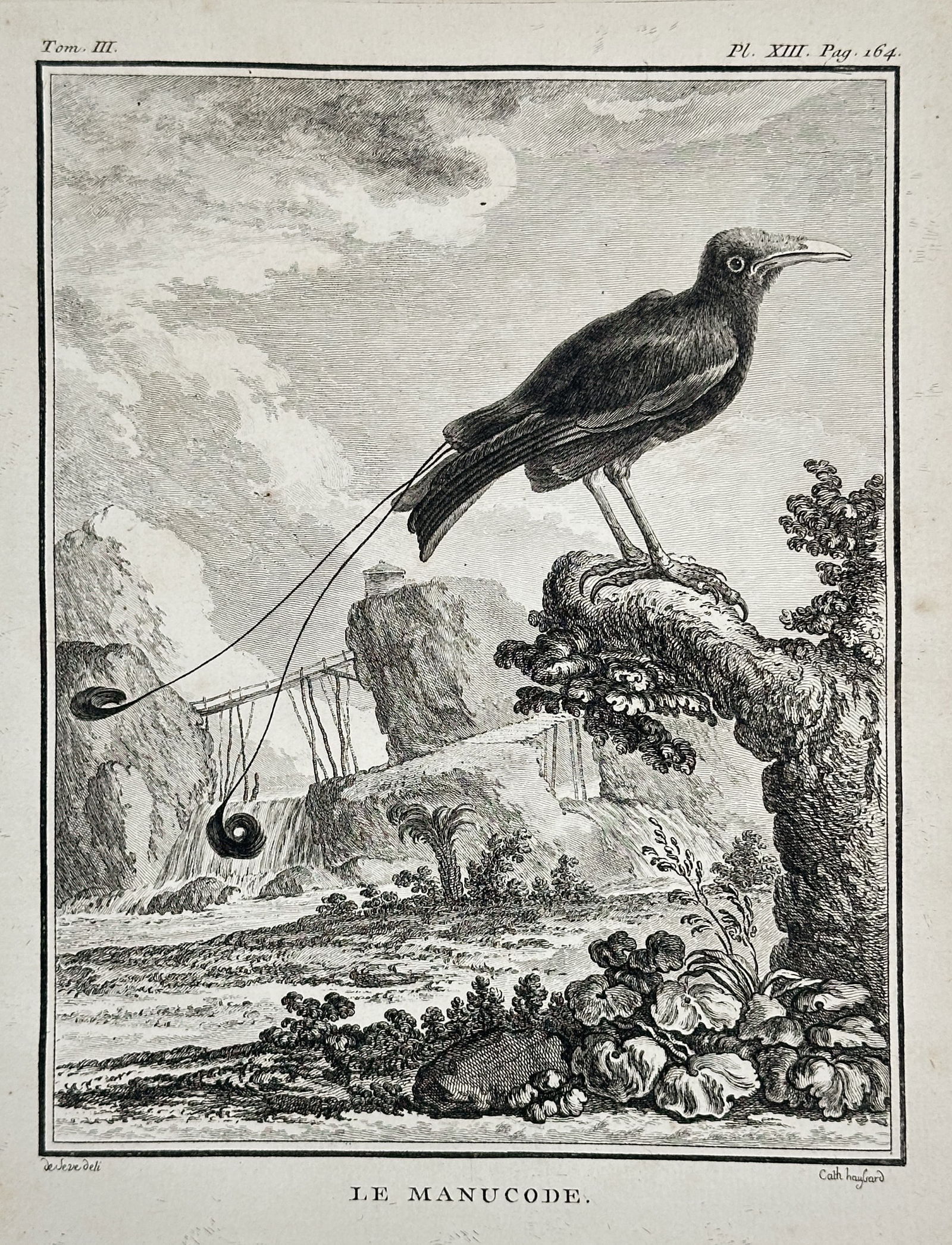 Georges-Louis Leclerc, Comte de Buffon – The Manucode (Bird of Paradise) – Engraving (Circa (1 of 2)