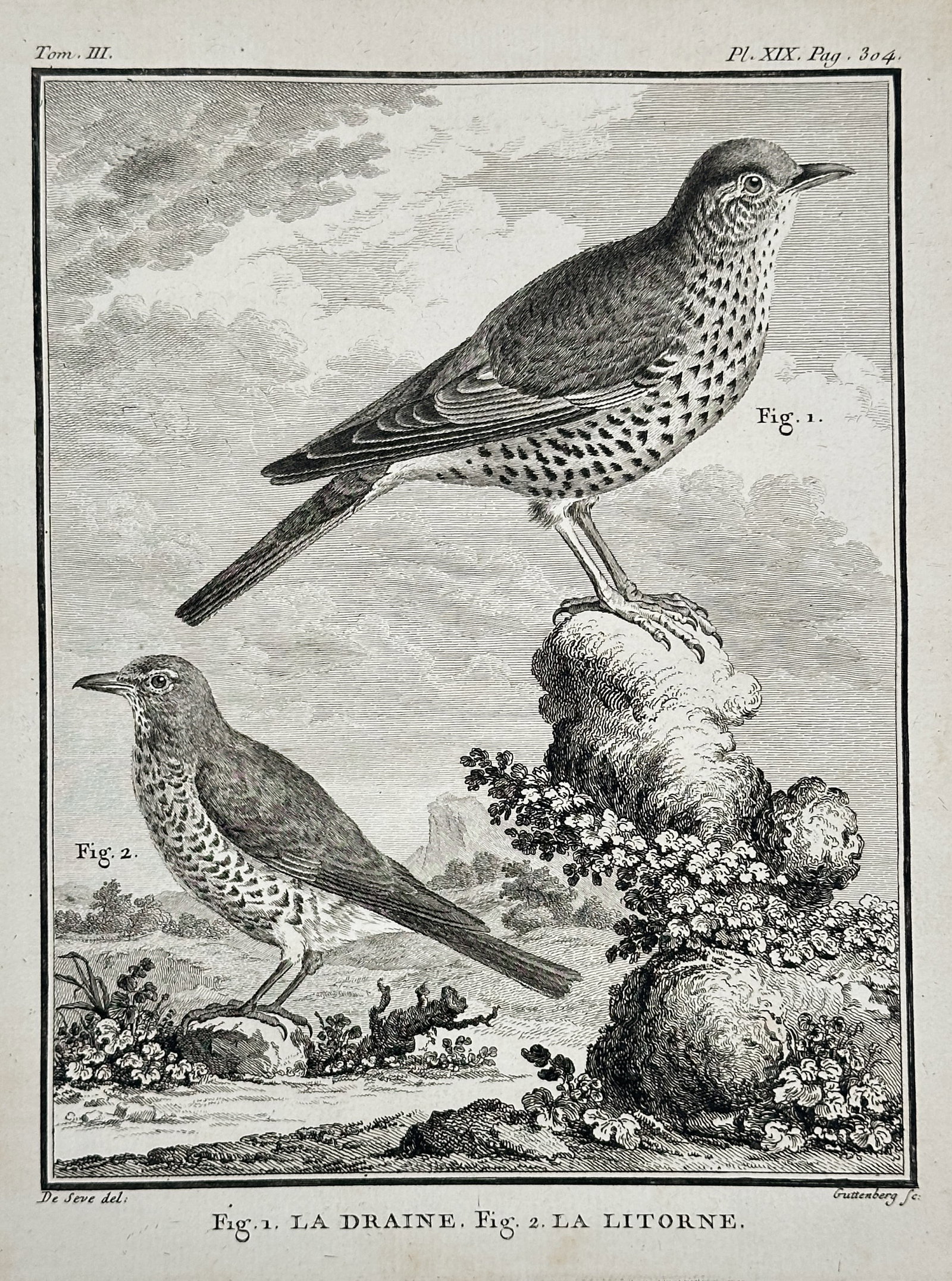 Georges-Louis Leclerc, Comte de Buffon – The Mistle Thrush and The Fieldfare – Engraving (Circa: This detailed copperplate engraving illustrates two thrush species native to Europe. Both birds are shown in profile, displaying the spotted plumage characteristic of the Turdus genus, against a drama