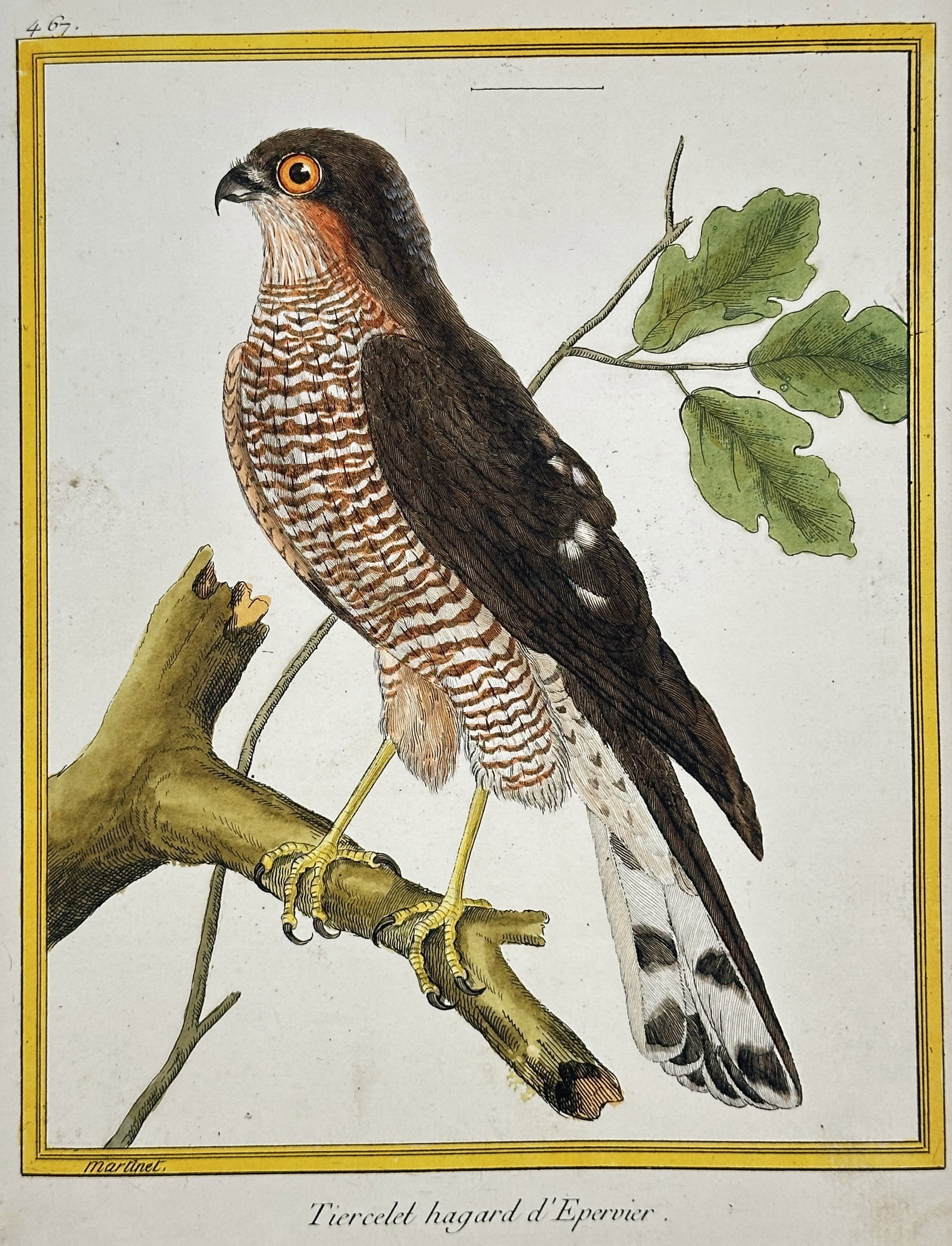 François-Nicolas Martinet – Male Sparrowhawk – Hand-coloured Engraving (Circa 1775): This original hand-coloured engraving depicts the Male Sparrowhawk (Tiercelet hasard d'Épervier, Accipiter nisus), standing on a branch with green oak leaves, characterized by its reddish-brown and w
