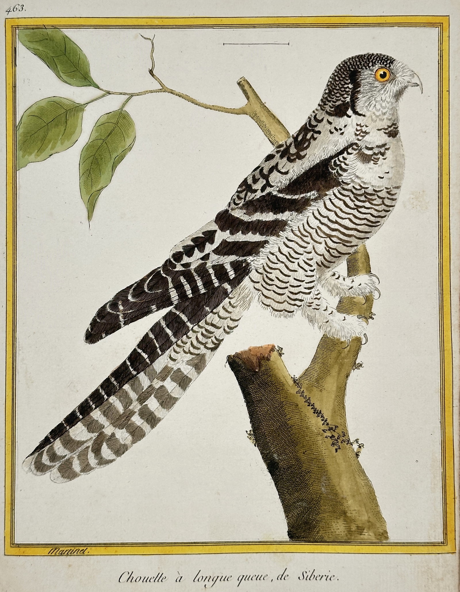 François-Nicolas Martinet – Long-tailed Owl of Siberia – Hand-coloured Engraving (Circa 1775): This original hand-coloured engraving, Plate 463, depicts a Long-tailed Owl (Chouette à longue queue) from Siberia. The owl, shown perched on a severed tree trunk, features characteristic barred and 