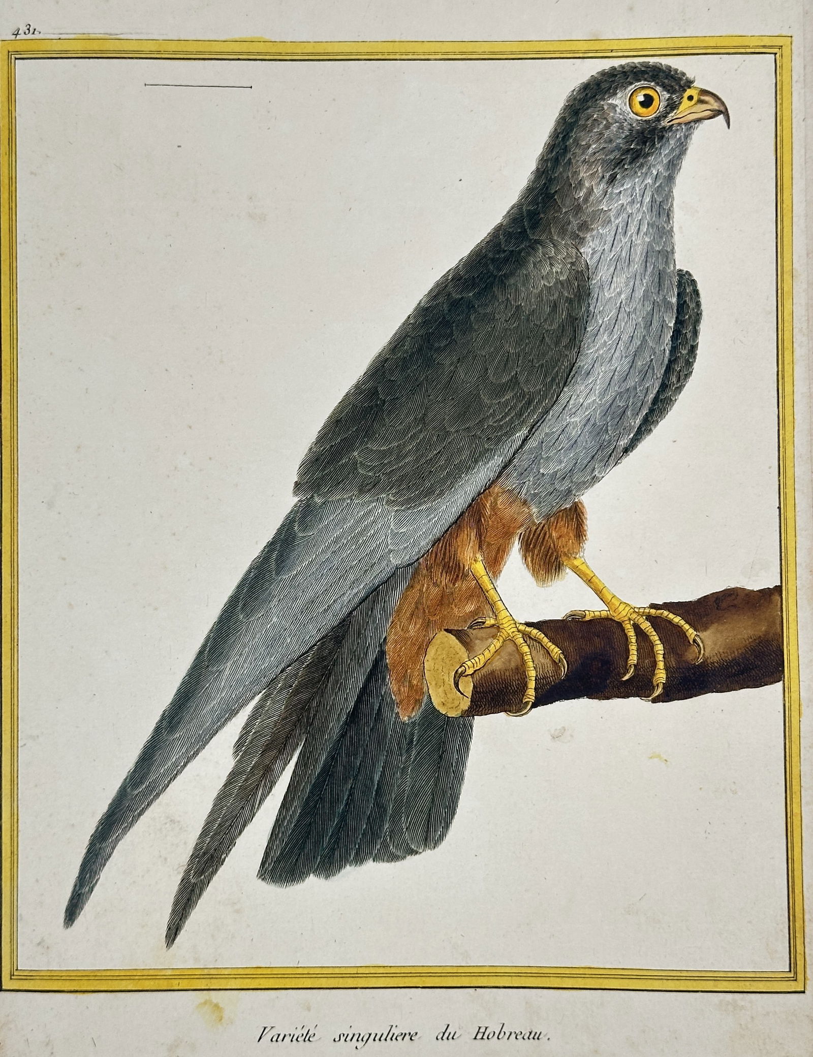 François-Nicolas Martinet – Falco subbuteo – Hand-coloured Engraving (Circa 1775) (1 of 2)