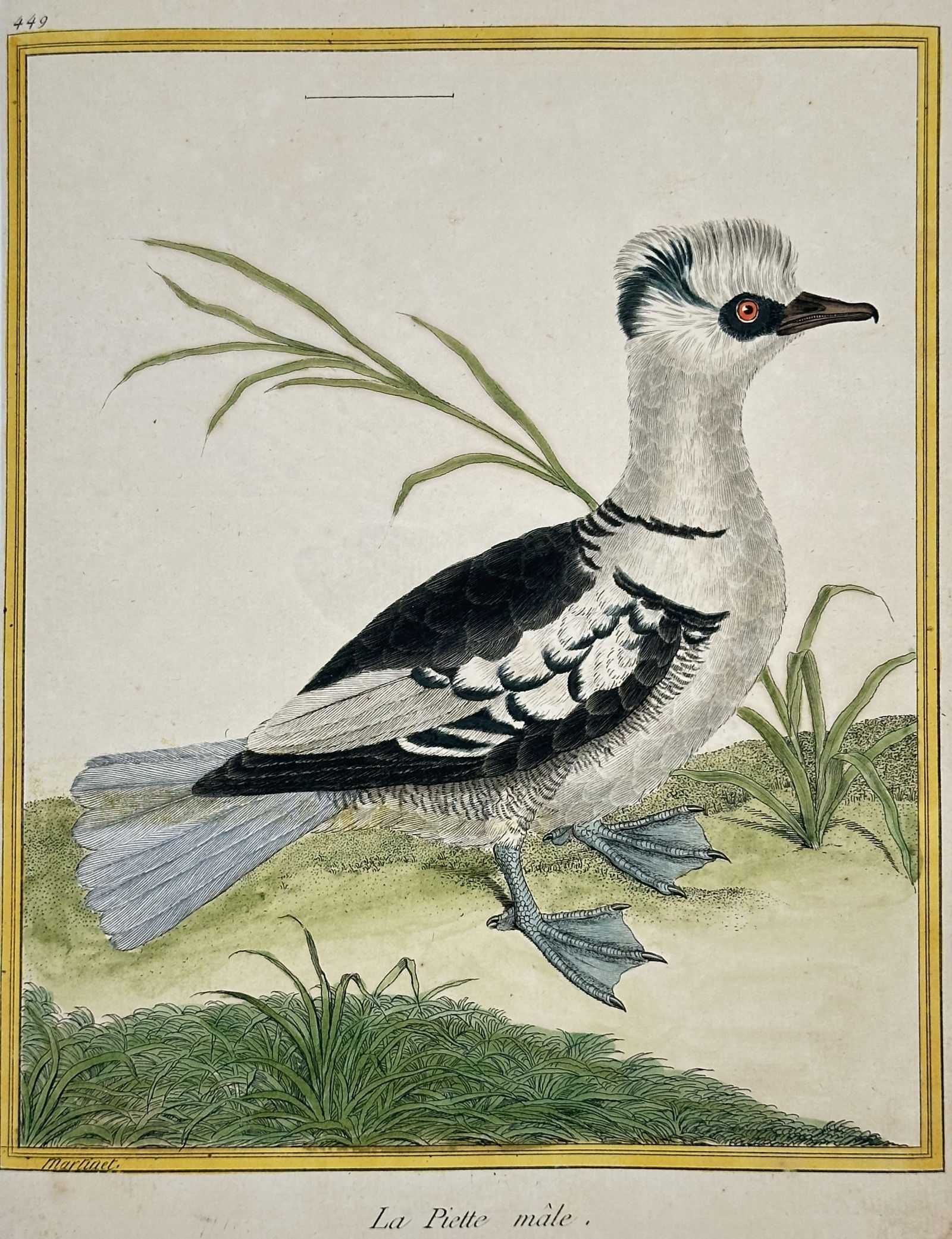François-Nicolas Martinet (c. 1731–c. 1804) – The Male Smew – Hand-coloured Engraving (Circa (1 of 2)