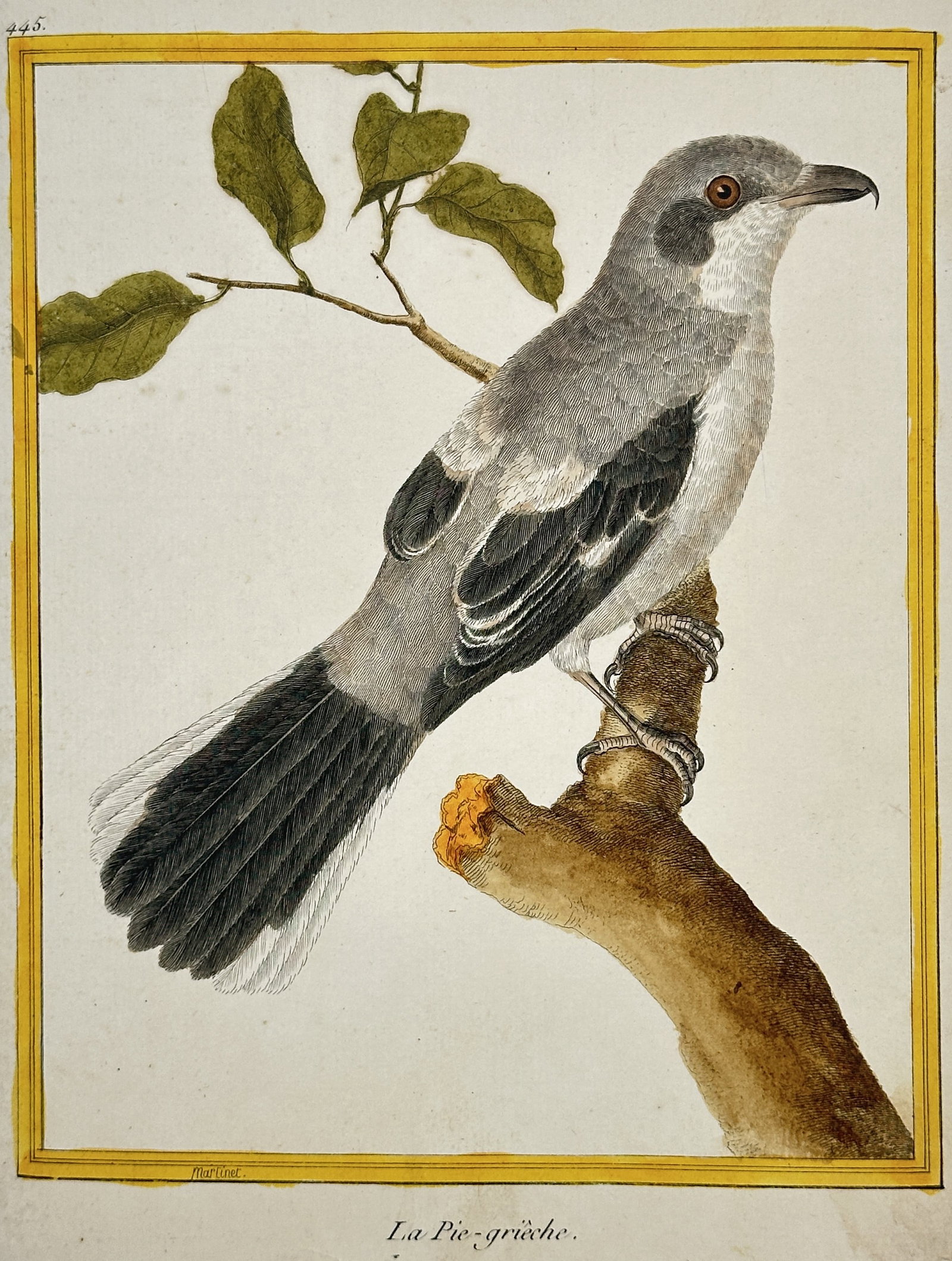 François-Nicolas Martinet (c. 1731–c. 1804) – The Shrike – Hand-coloured Engraving: This original hand-coloured engraving depicts a Shrike (La Pie-grièche), a predatory passerine bird known for its strong, hooked beak and black "robber's mask" across the eye. The bird is shown perch