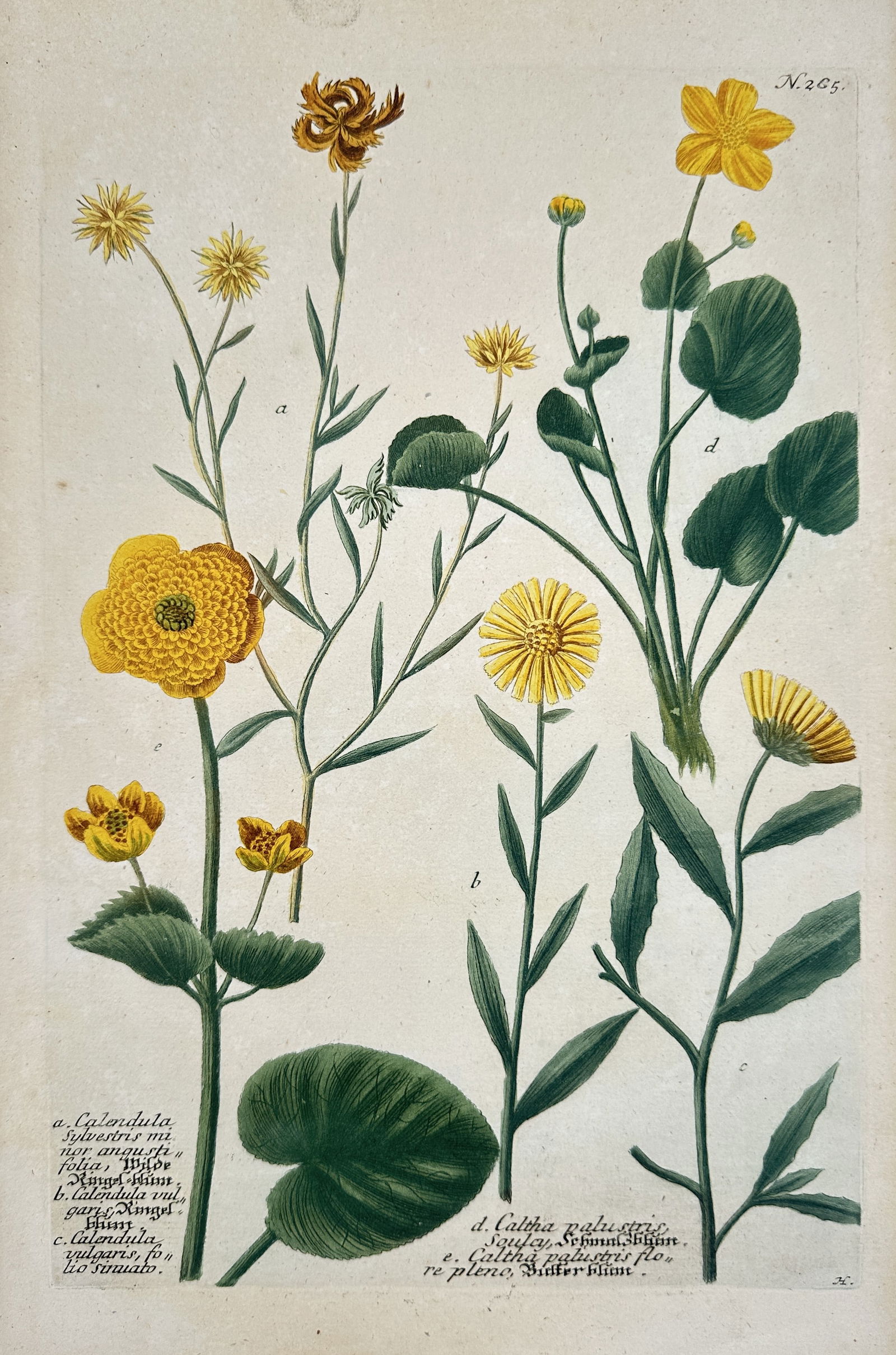 Johann Wilhelm Weinmann – Botanical Study of Marigold and Caltha Species – Hand-coloured (1 of 2)