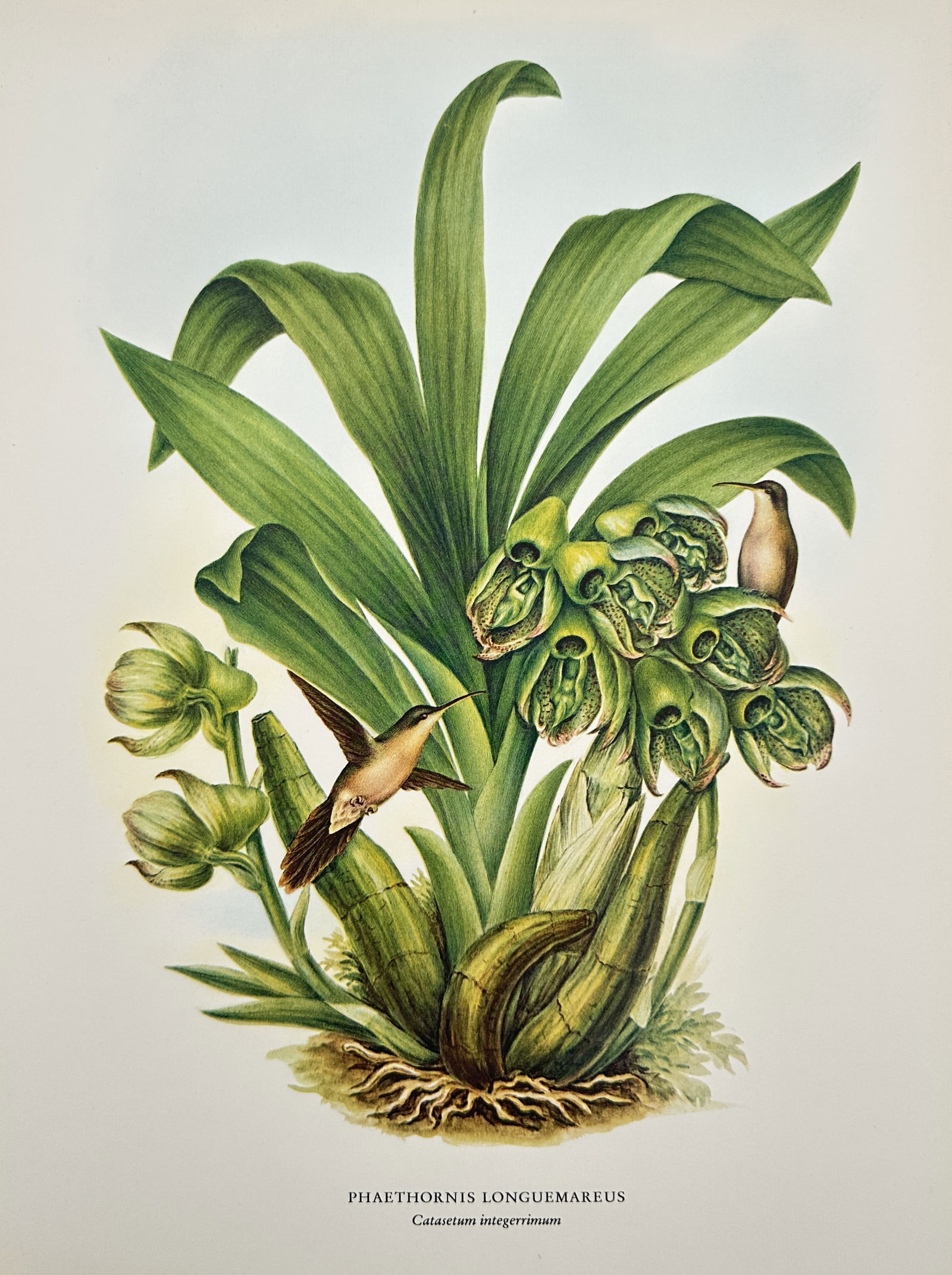 Rafael Montes de Oca (c. 1859–c. 1880), after – Longuemareus' Hermit Hummingbird and Calacium (1 of 2)