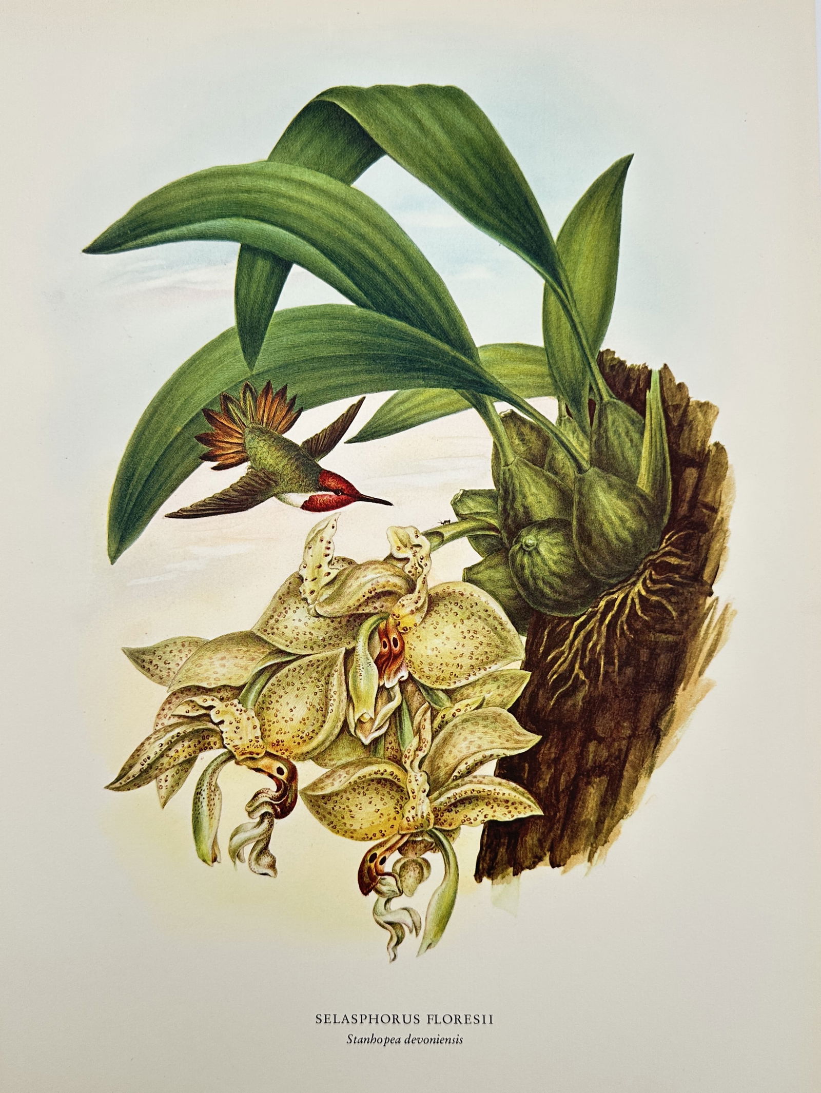 Rafael Montes de Oca (c. 1859–c. 1880), after – Floresi's Hummingbird and Stanhopea Orchid – (1 of 2)