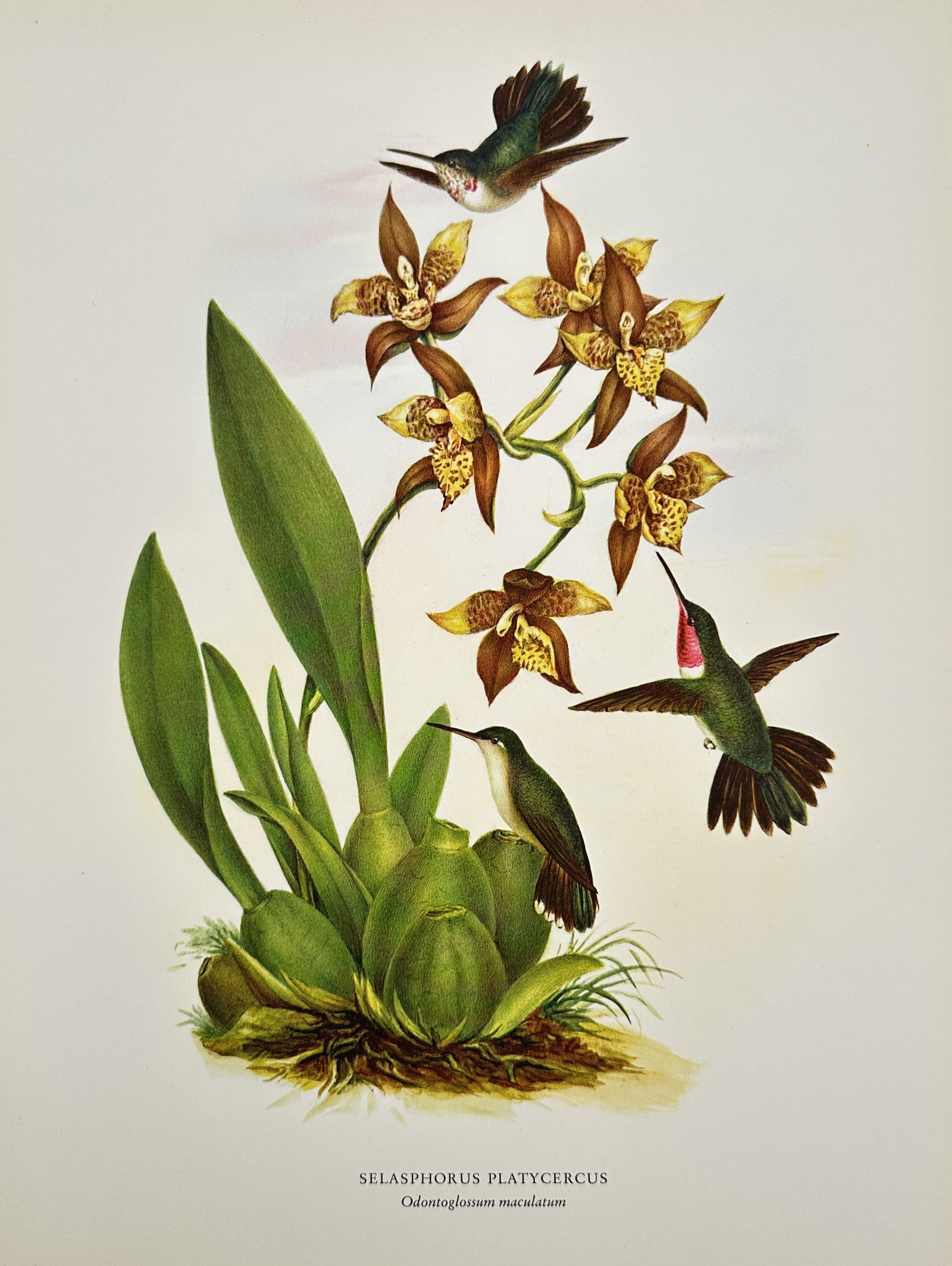 Rafael Montes de Oca (c. 1859–c. 1880), after – Broad-tailed Hummingbird and Spotted (1 of 2)