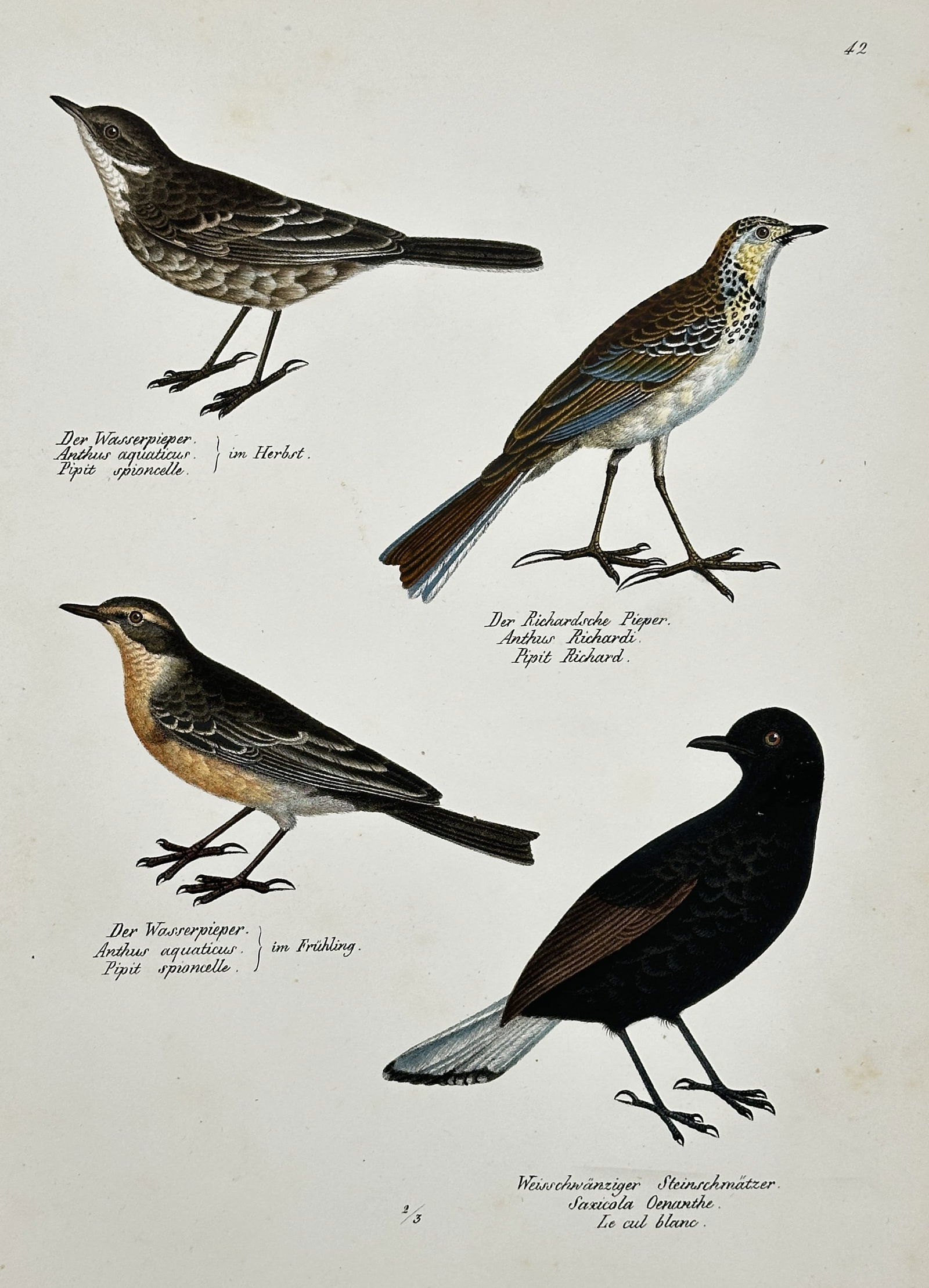 Karl Joseph Brodtmann – Various Pipits and Blue Birds – Hand-coloured lithograph (Circa 1830s): This Hand-coloured lithograph is a natural history illustration by Karl Joseph Brodtmann, featuring a set of four different bird species. The print is characterized by fine detail and delicate hand-co