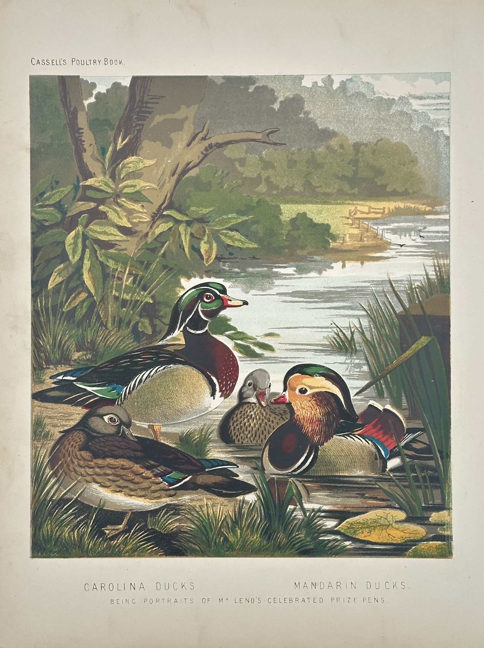 J. W. Ludlow – Carolina Ducks and Mandarin Ducks – Chromolithograph (Circa 1870s) (1 of 2)