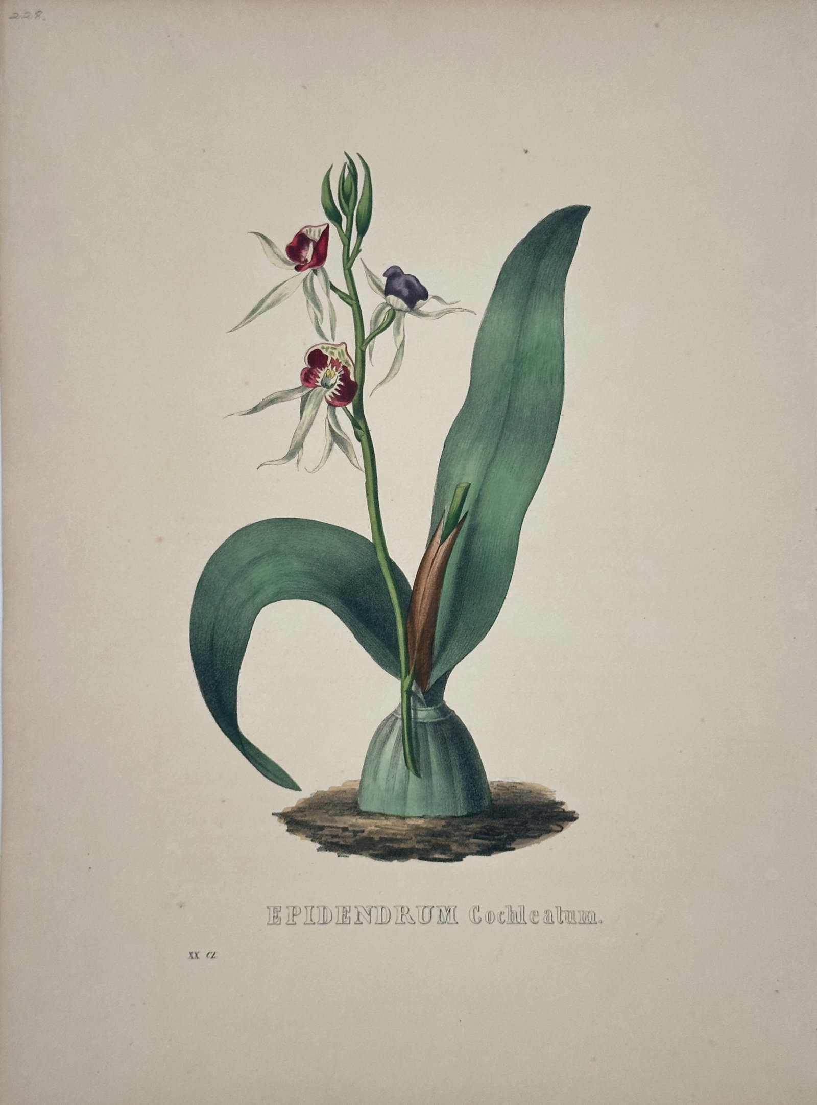 William Curtis – Epidendrum Cochleatum – Hand-coloured engraving (Circa 1830): This Hand-coloured engraving is a detailed botanical illustration from an English natural history publication of Curtis's Botanical Magazine. The print depicts a specimen of the Epidendrum Cochleatum 