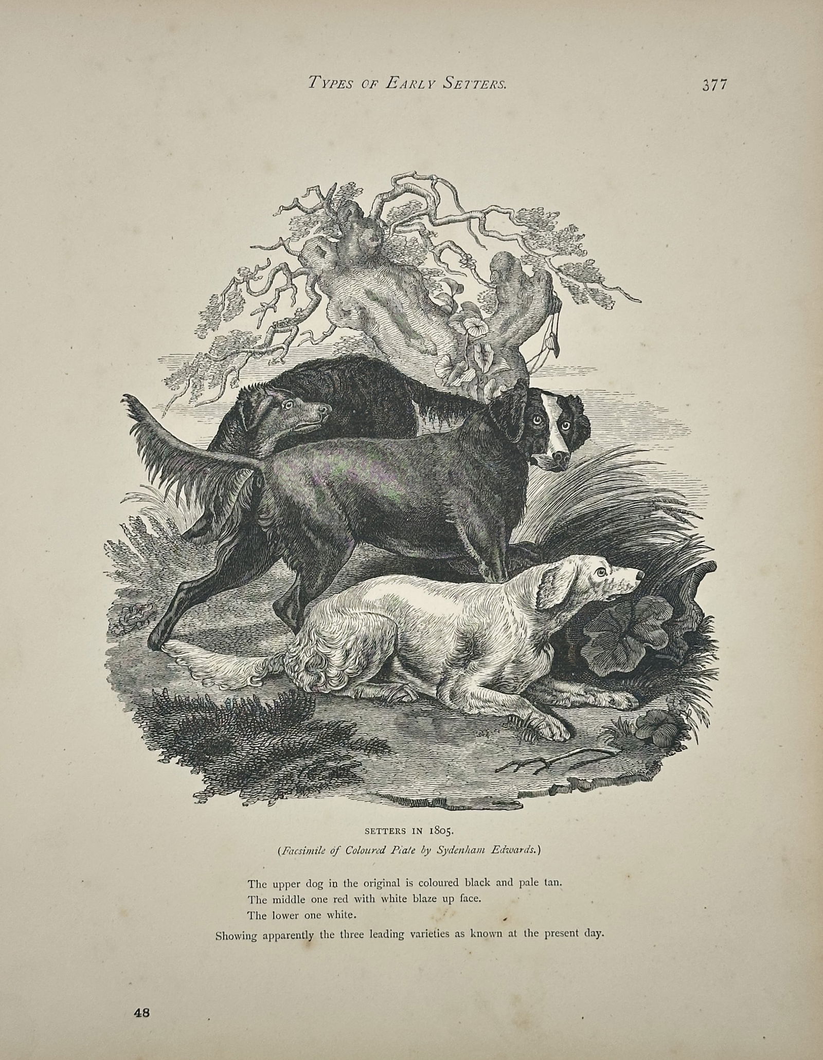 Sydenham Edwards – Types of Early Setters – Engraving (Circa 1890) (1 of 2)