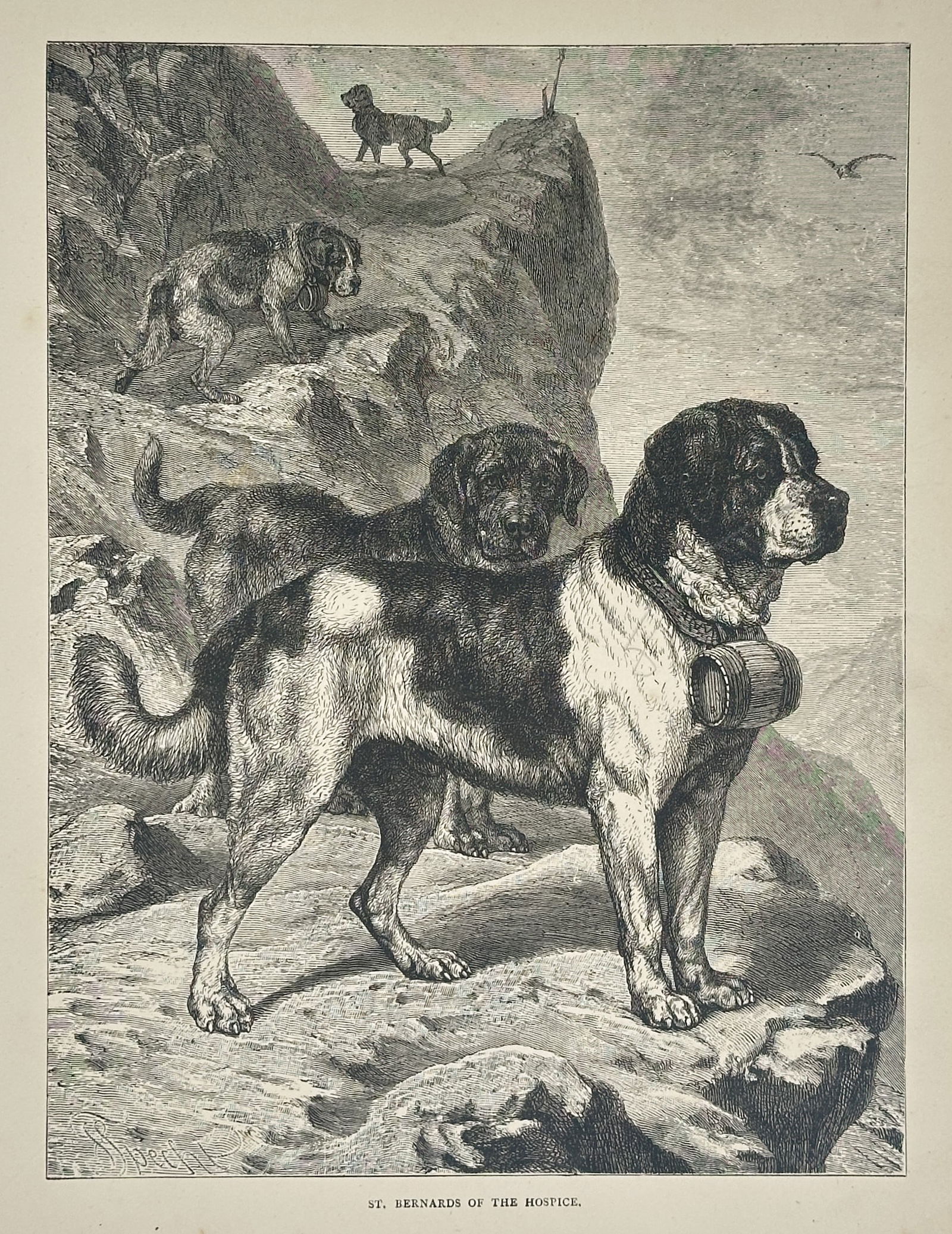 Unknown Artist – St. Bernards of the Hospice – Engraving (Circa 1880) (1 of 2)