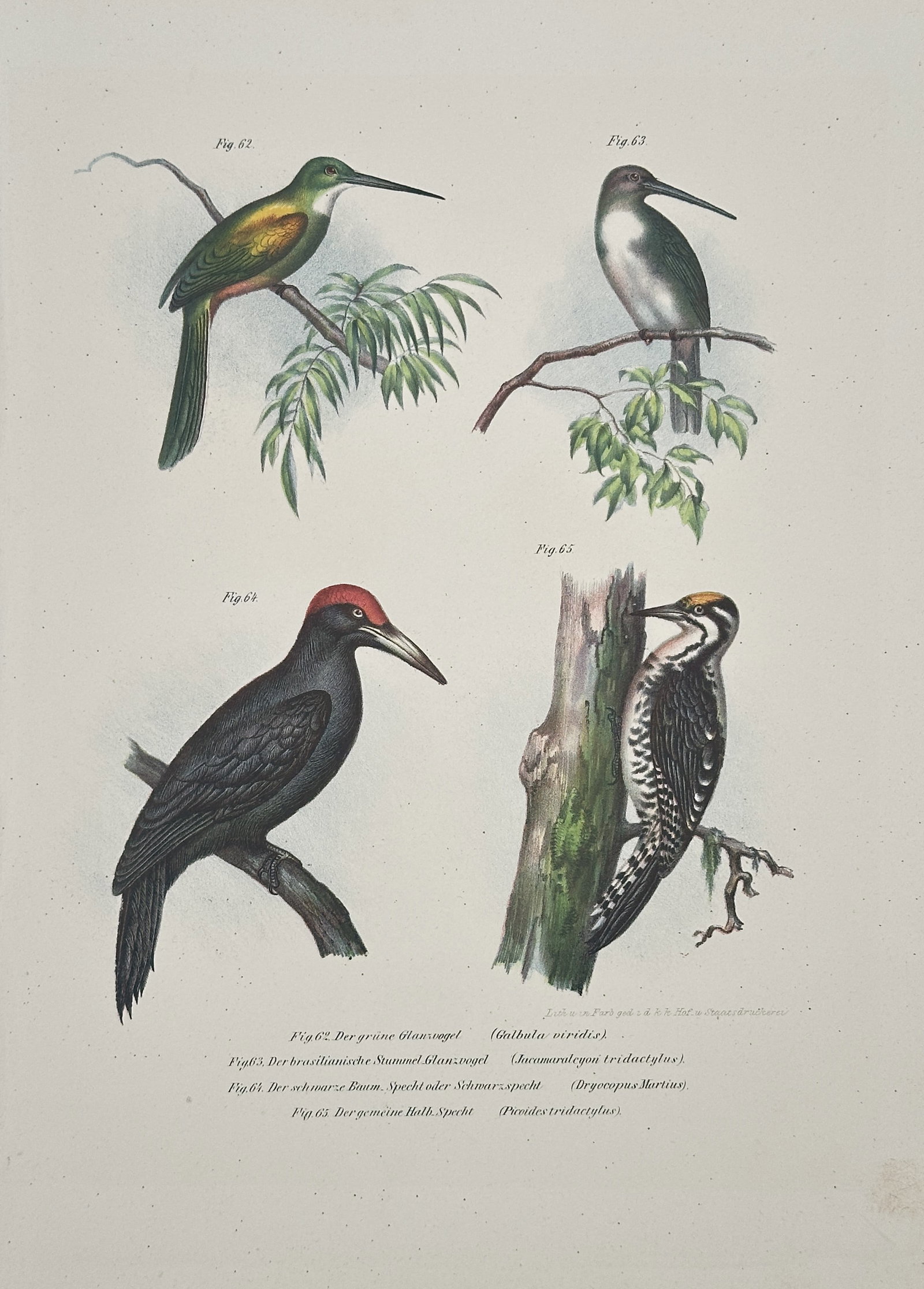 Karl Joseph Brodtmann – Woodpeckers and Hummingbirds – Hand-coloured lithograph: This Hand-coloured lithograph is a natural history illustration by Karl Joseph Brodtmann, featuring a set of four distinct bird species. The plate originates from a comprehensive ornithological series