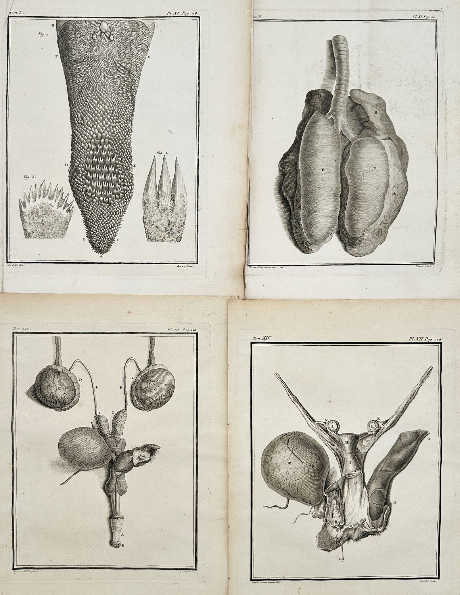 Georges-Louis Le Clerc, Comte de Buffon – Set of 4: Anatomical Plates – Engraving (Circa (1 of 3)