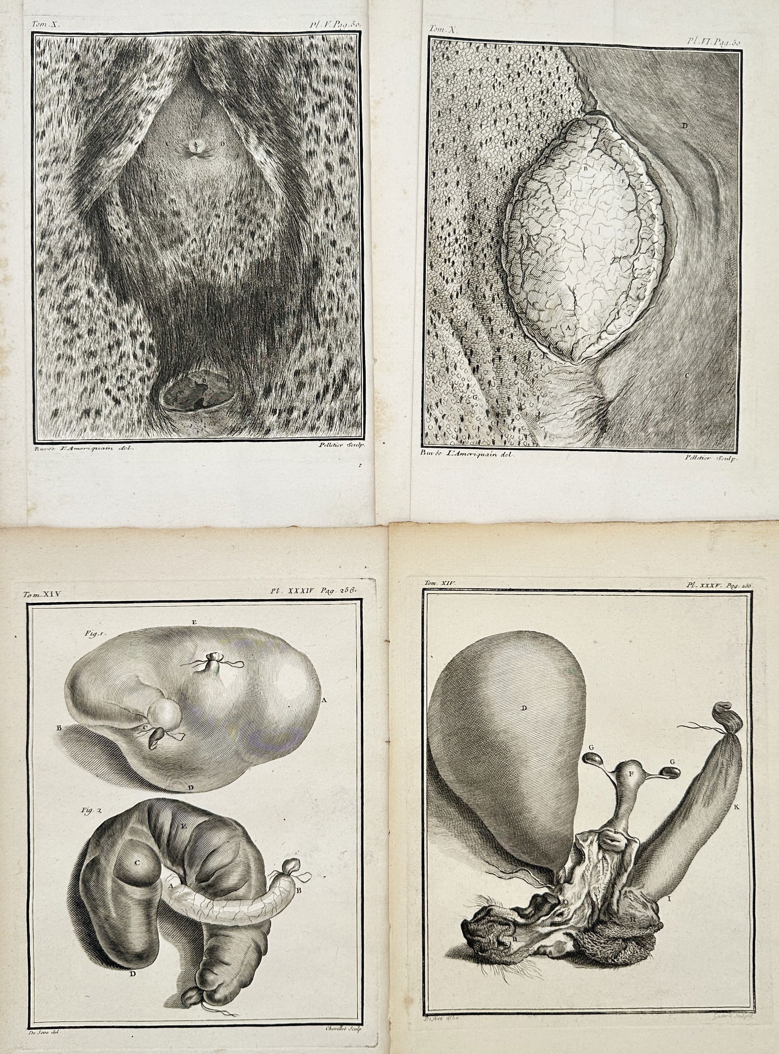 Georges-Louis Le Clerc, Comte de Buffon – Set of 4 Comparative Anatomy – Engraving (1 of 3)