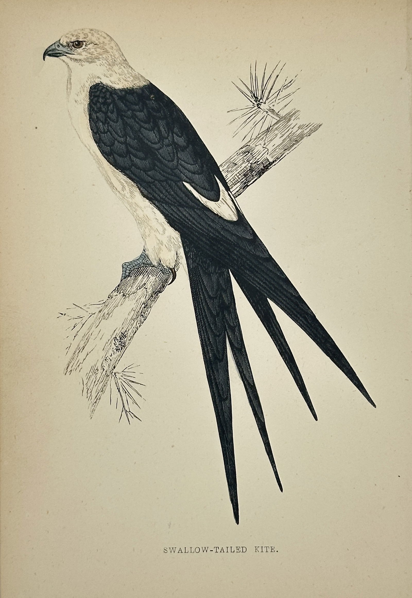 Francis Orpen Morris – Swallow-tailed Kite – Wood Engraving (Circa 1850–1857) (1 of 2)