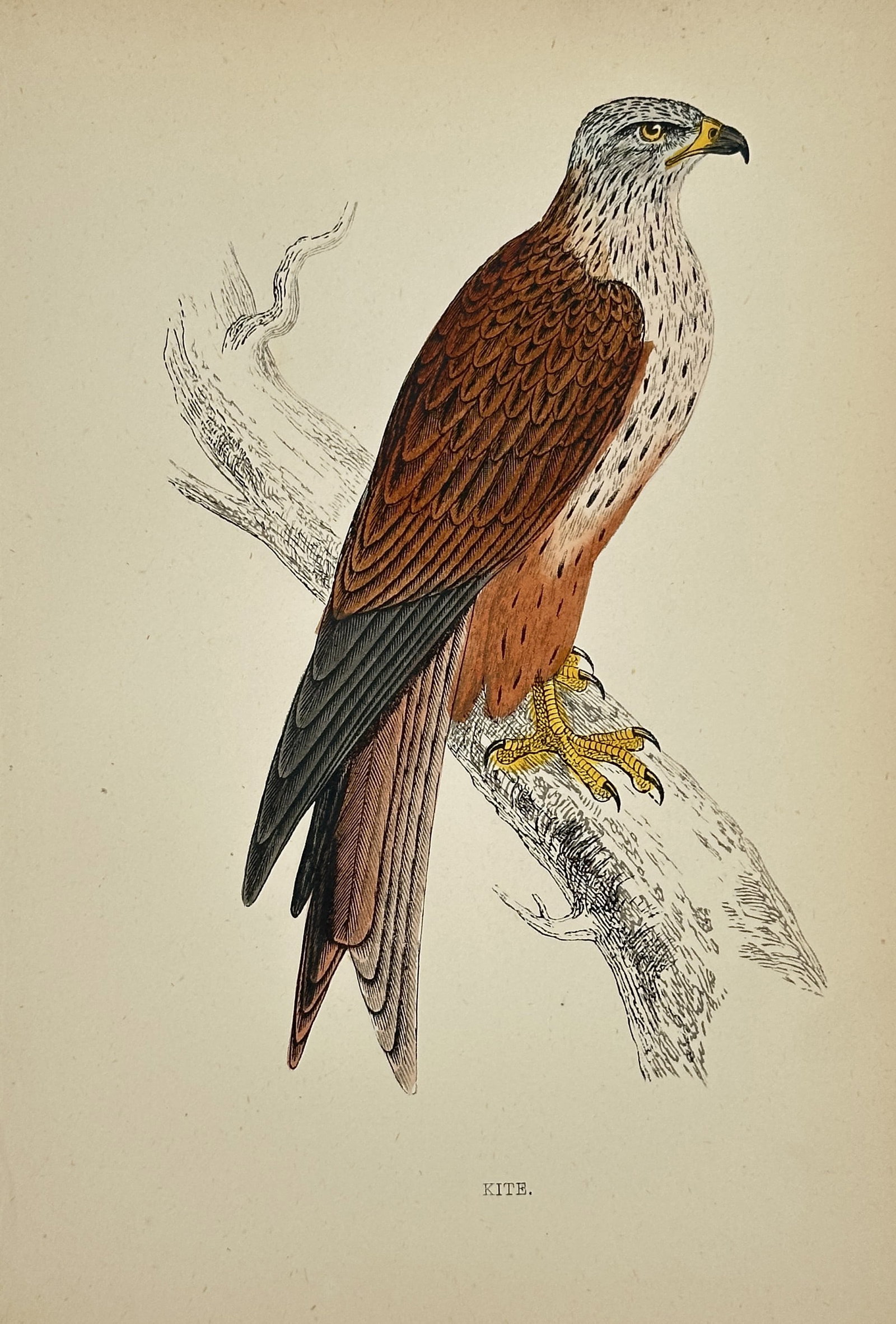 Francis Orpen Morris – Kite (Red Kite) – Wood Engraving, Hand-coloured (Circa 1850–1857): This original hand-coloured wood engraving depicts a Kite, identifiable as the Red Kite (Milvus milvus) due to its rusty-red plumage and pale, striated head. The bird of prey is shown in profile, perc