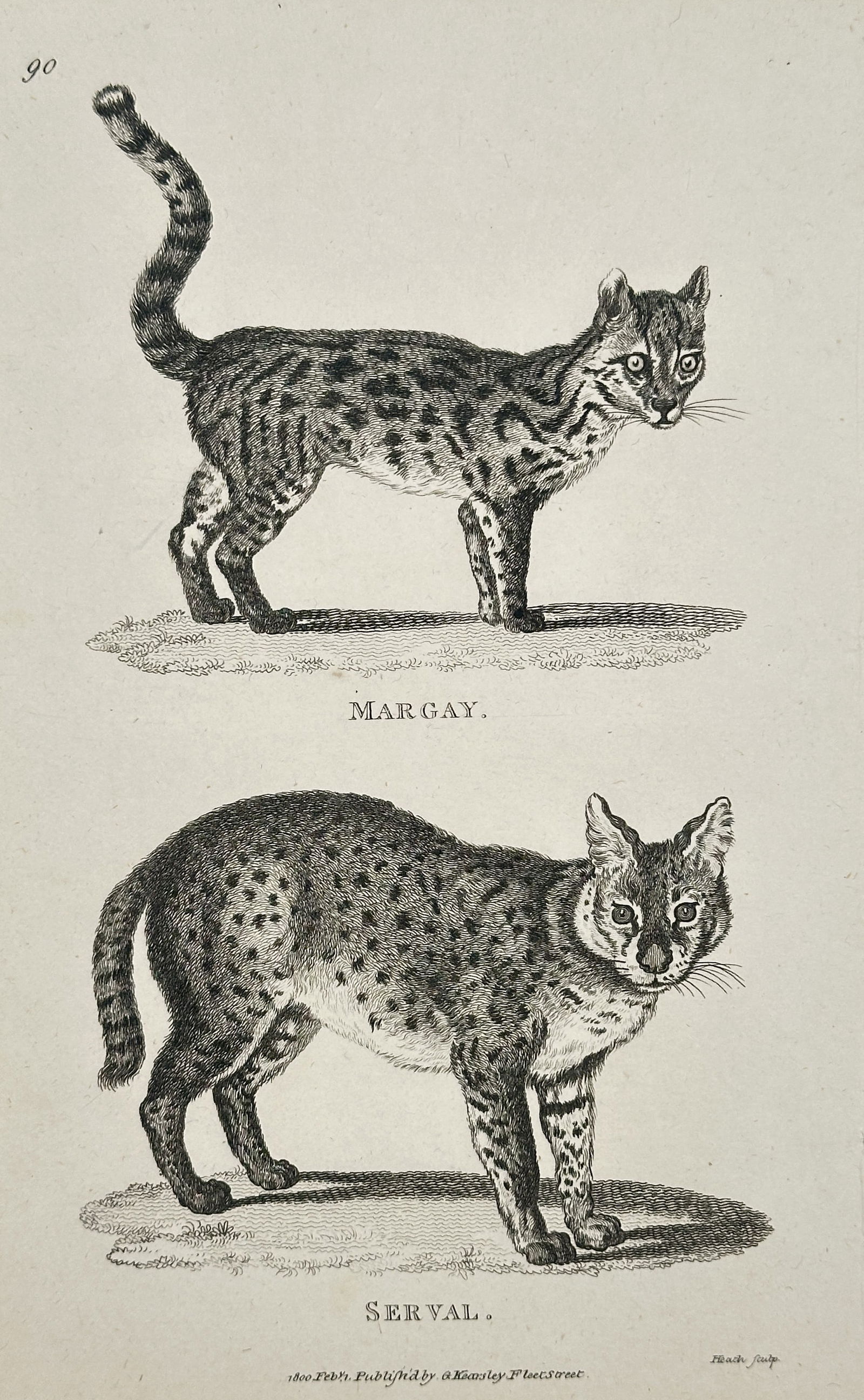 George Shaw – Margay and Serval (Felis) – Engraving (Circa 1800–1801): This copperplate engraving illustrates two species of spotted wild cats, the Margay (top) and the Serval (bottom), depicted in profile on a plain ground. The image is a scientific illustration intende
