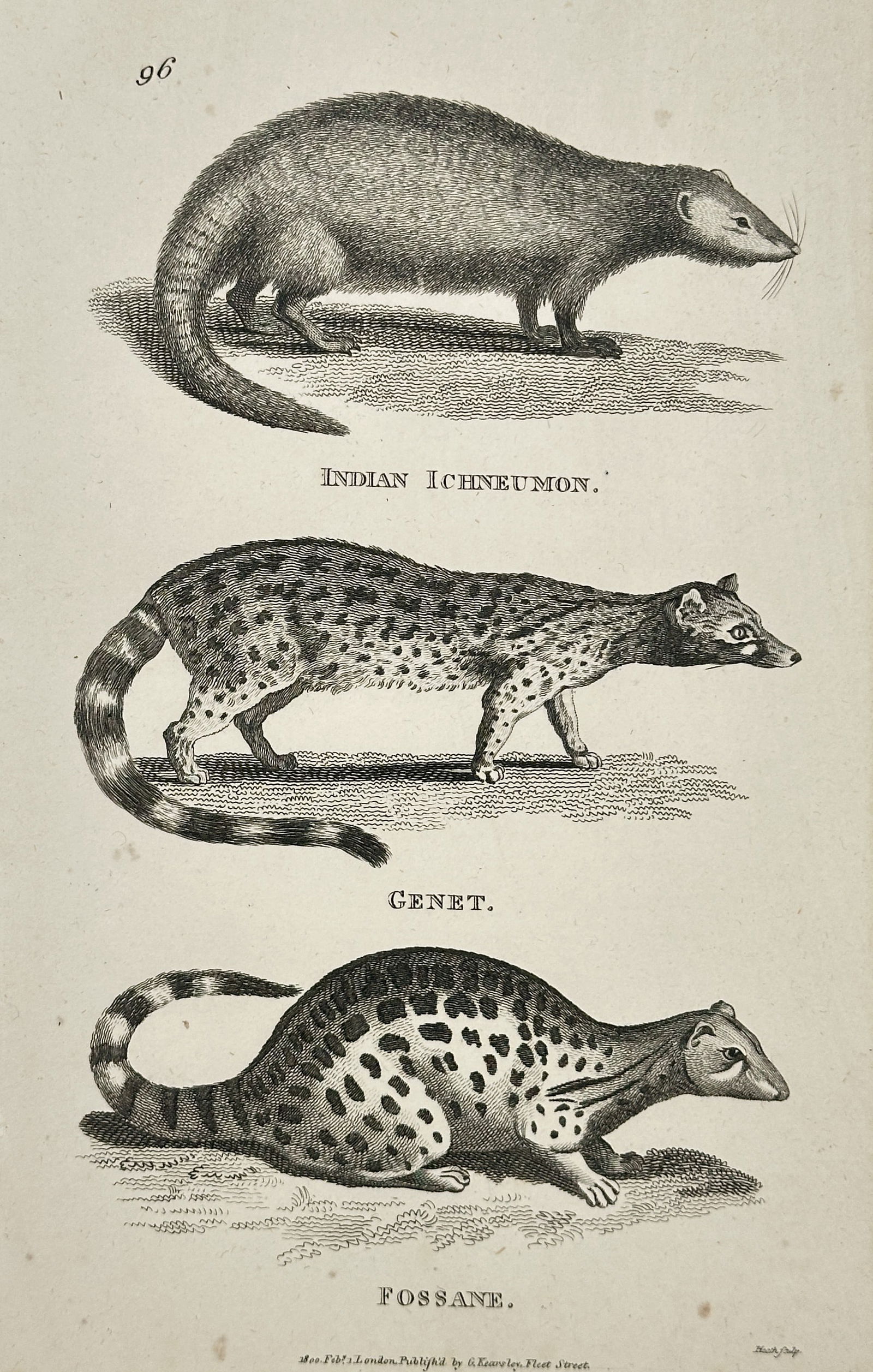 George Shaw – Indian Ichneumon, Genet, and Fossane (Mammalia) – Engraving (1 of 2)