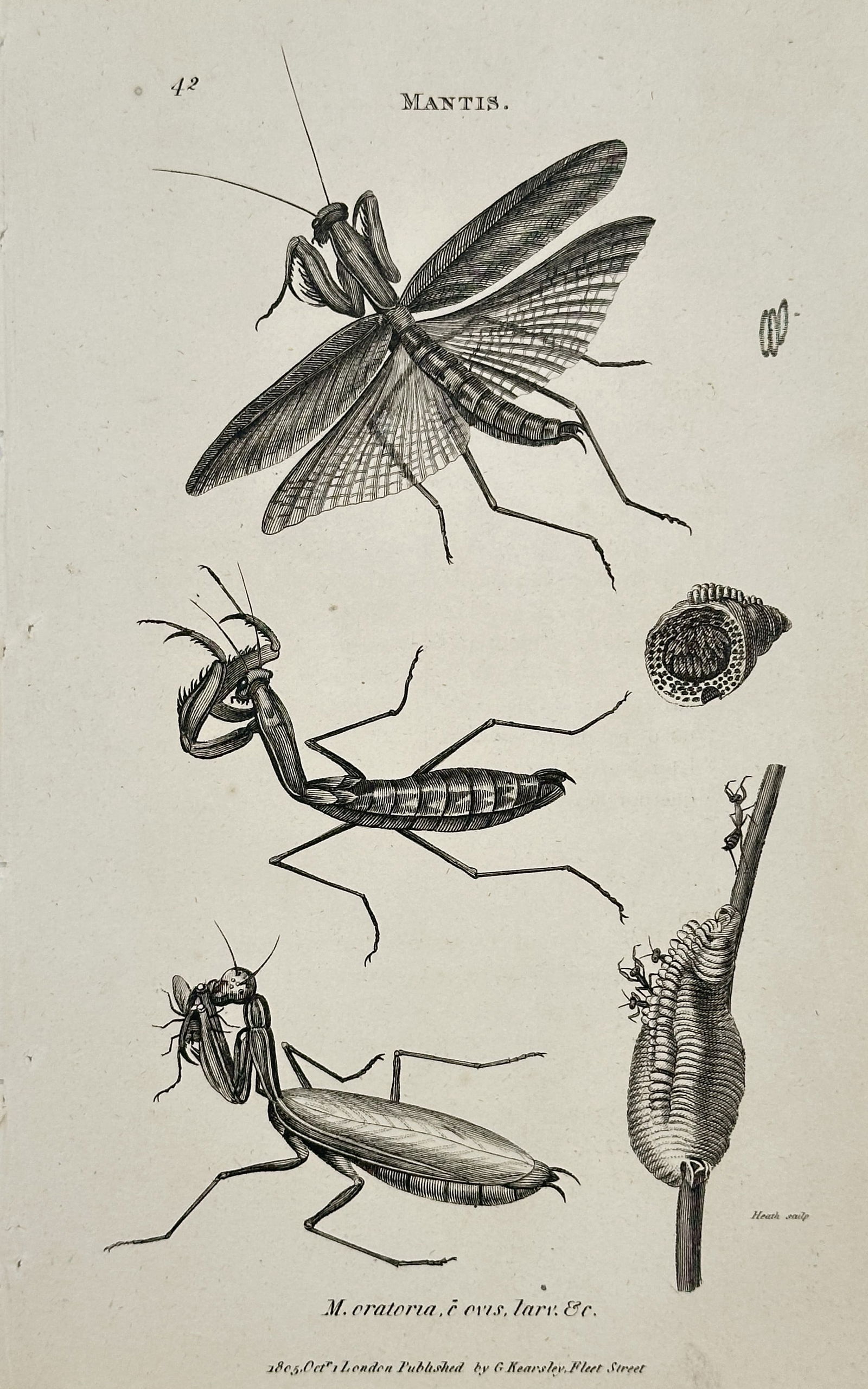 George Shaw – Praying Mantis Species – Engraving (1806): This copperplate engraving provides a detailed illustration of various figures belonging to the genus Mantis (Praying Mantis species), specifically noting M. religiosa, farcta, &c.. The print displays