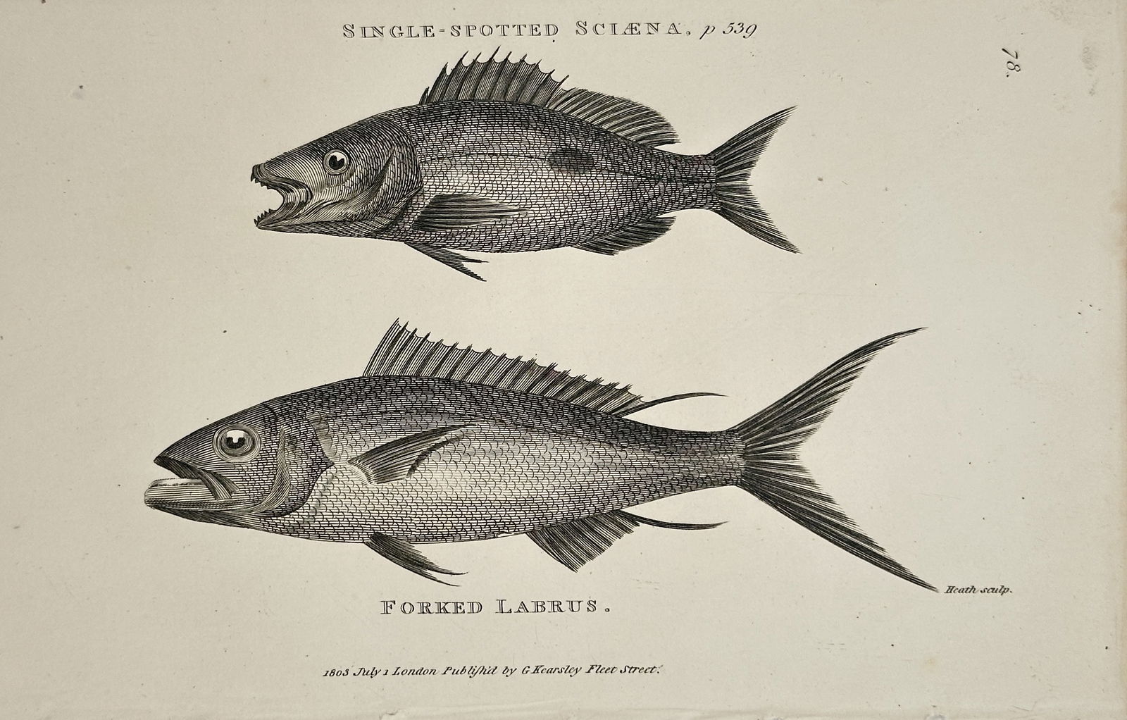 George Shaw – Single-spotted Sciaena and Forked Labrus (Pisces) – Engraving (1803): This copperplate engraving illustrates two distinct fish species, identified as the Single-spotted Sciaena (top) and the Forked Labrus (bottom). The fish are depicted in profile, showing fine detail i