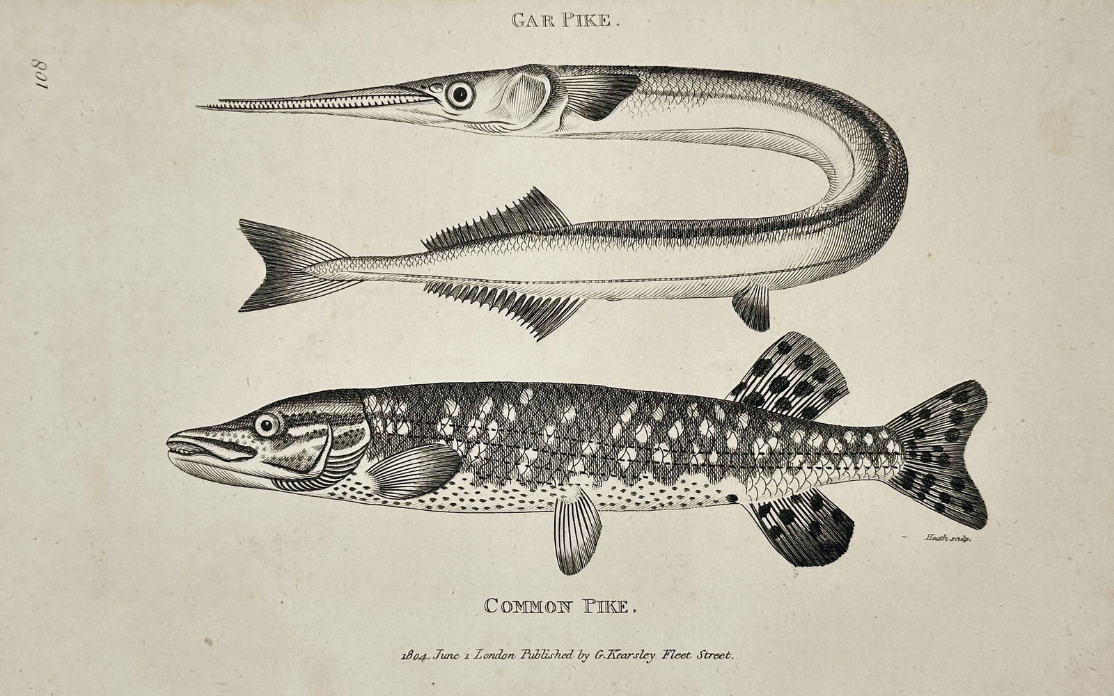 George Shaw – Gar Pike and Common Pike (Pisces) – Engraving (1804): This copperplate engraving features two elongated fish species: the Gar Pike (top), shown curved to fit the plate, and the Common Pike (Esox lucius, bottom), depicted with its characteristic mottled c