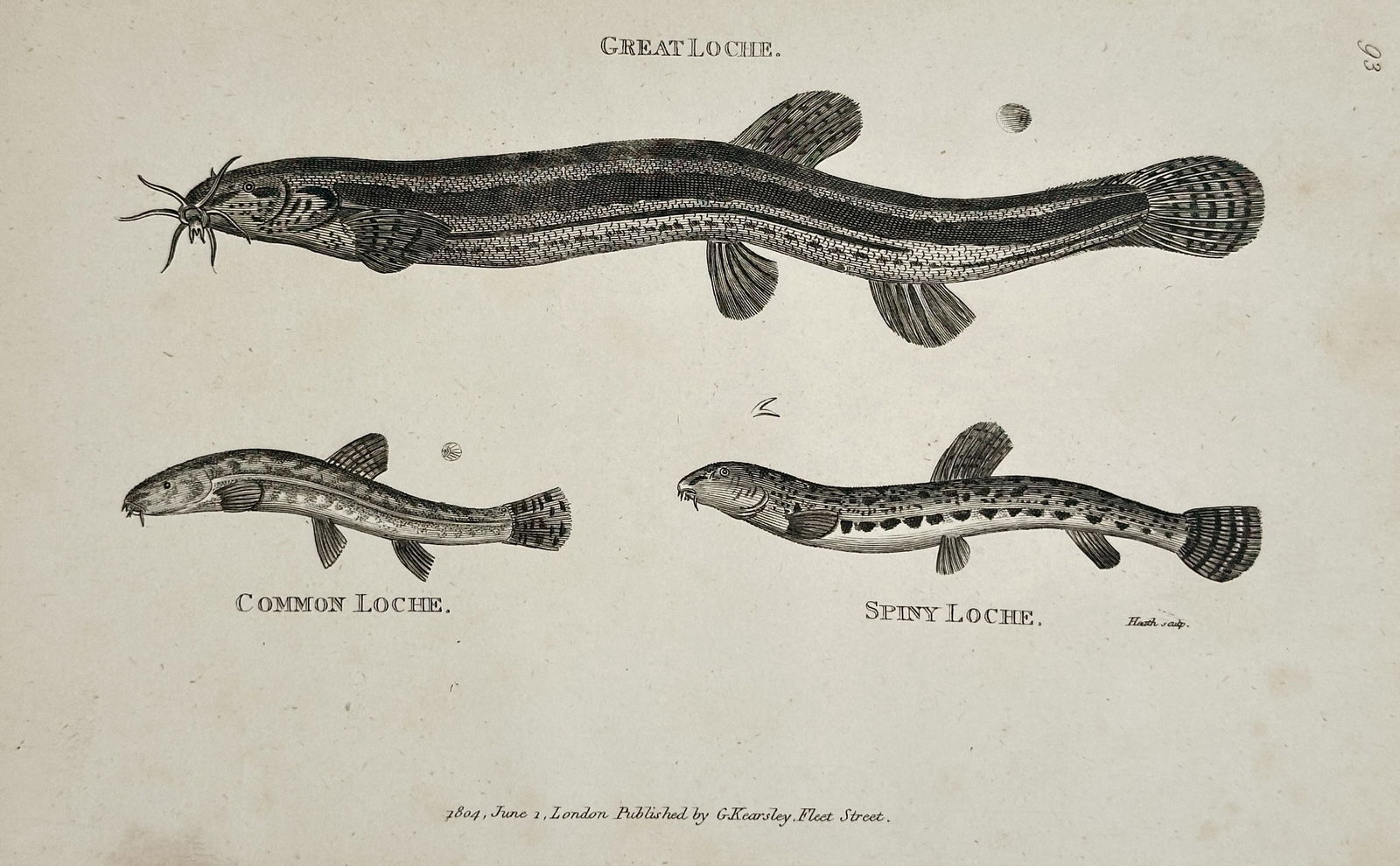 George Shaw – Great Loche, Common Loche, and Spiny Loche (Pisces) – Engraving (1804) (1 of 2)