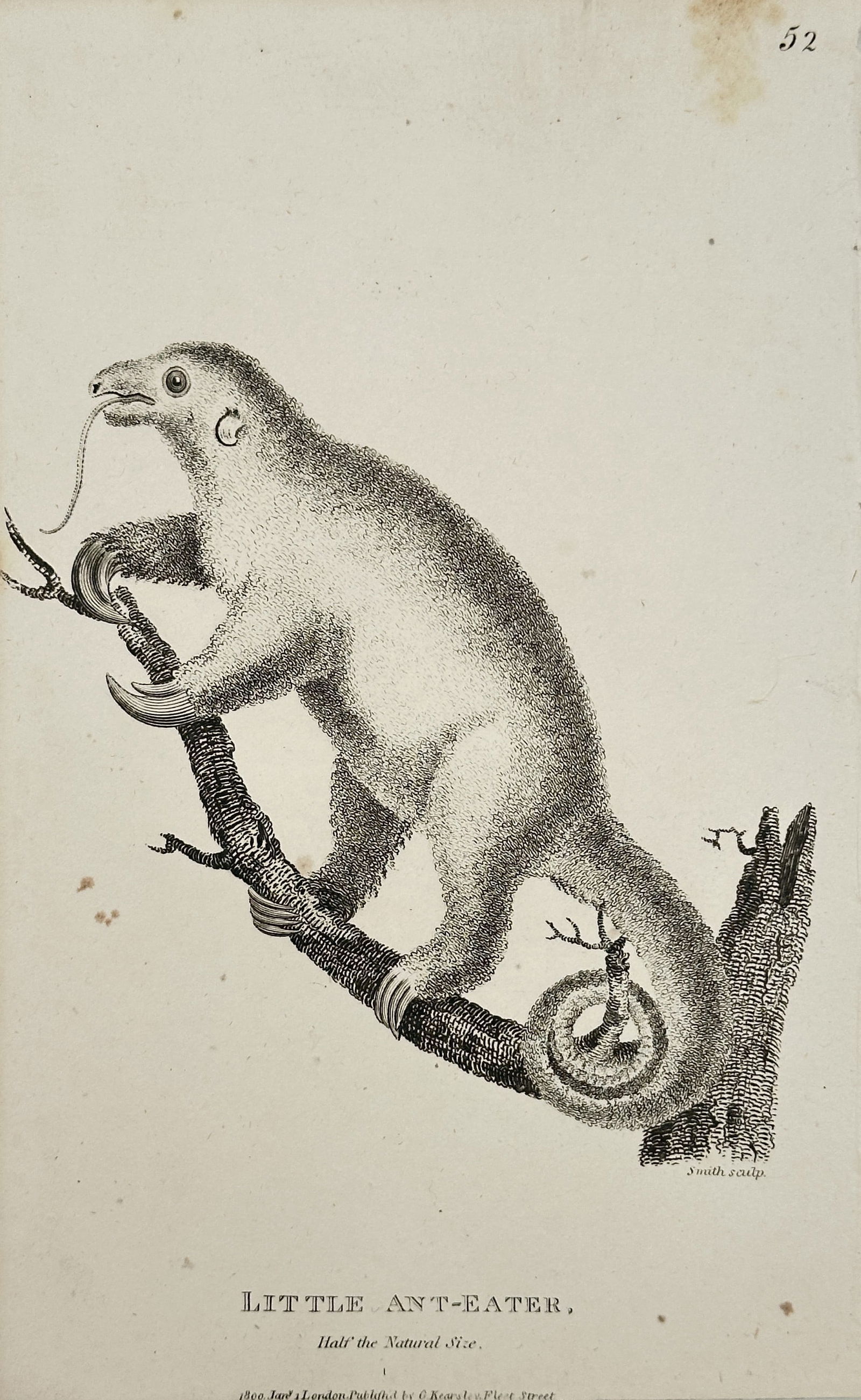 George Shaw – Little Ant-Eater (Cyclopes didactylus) – Engraving (1800): This copperplate engraving illustrates the Little Ant-Eater (Cyclopes didactylus, Pygmy Anteater), noted as "Half the Natural Size." The animal is depicted climbing a broken branch, showing its prehen
