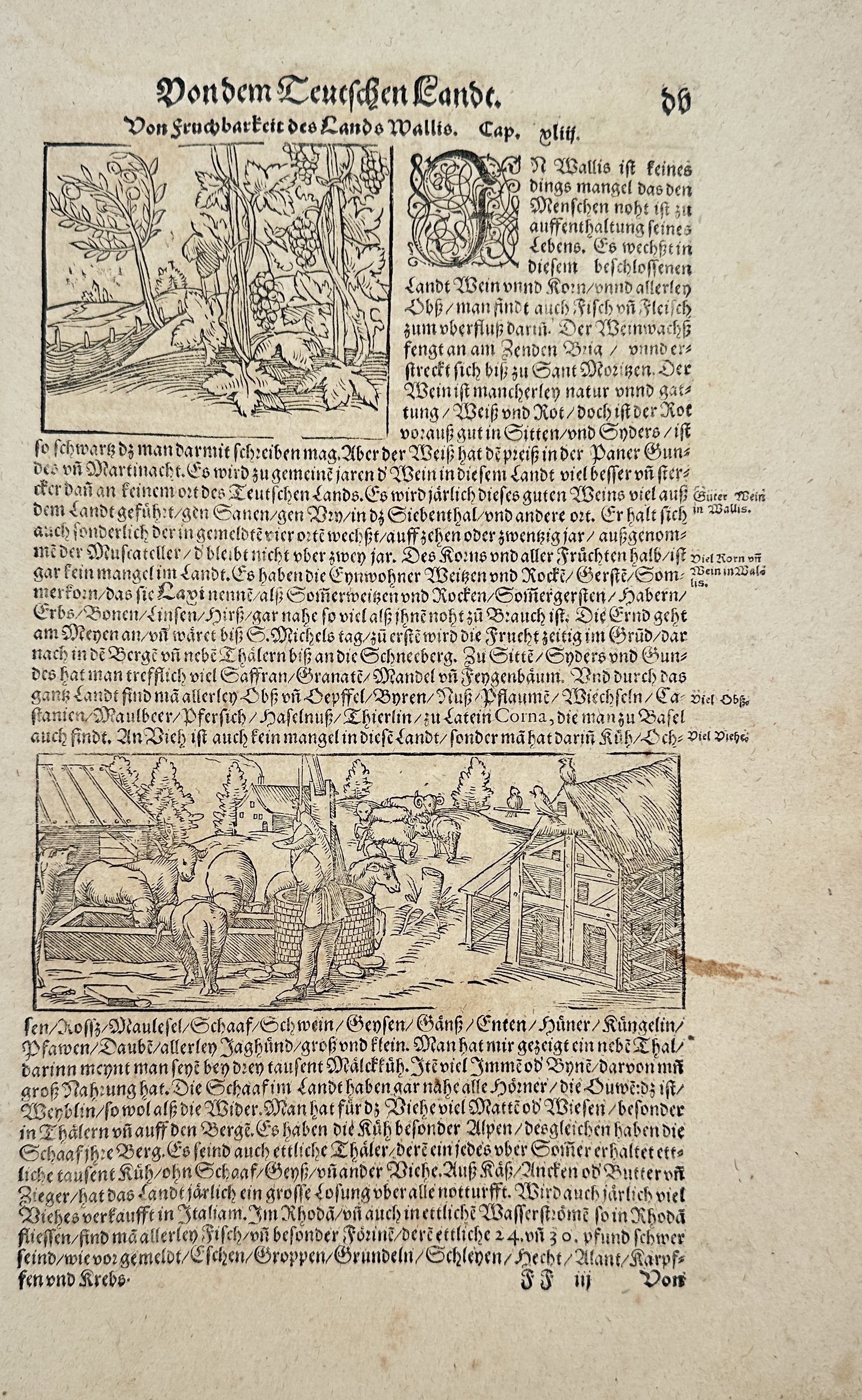 Sebastian Münster – Woodcuts of Trees (Palm and Pine) – Woodcut and Letterpress (Circa: This page features a section of German-language letterpress text from Sebastian Münster’s cosmography, Cosmographia. The header indicates the continued section: "Das Dritte Buch" (The Third Book), 